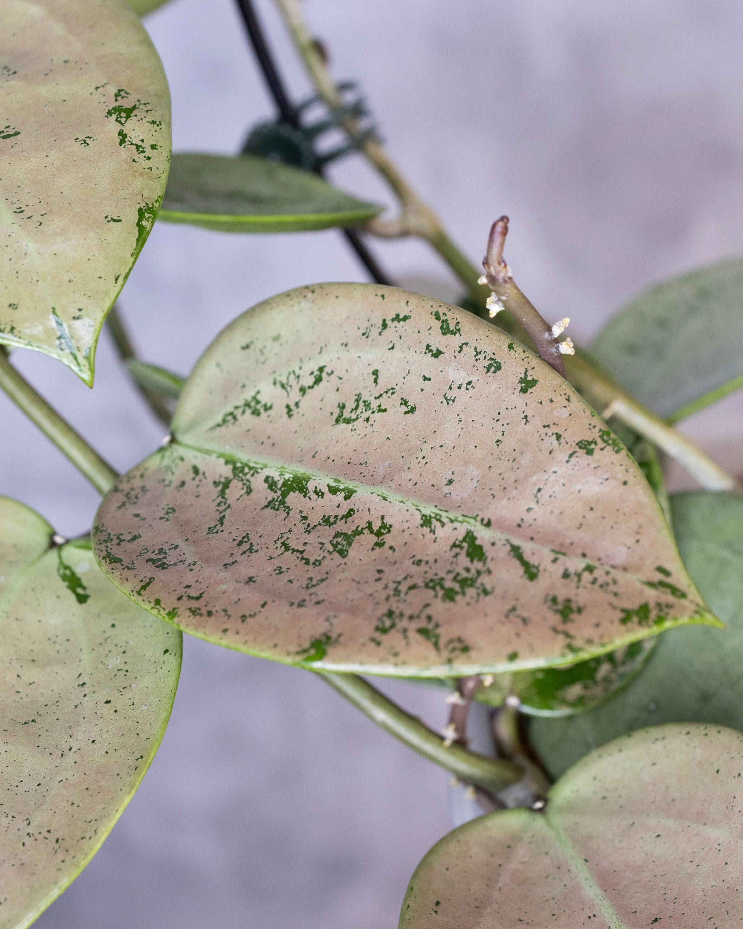 Close-up of a plant leaf with green spots against a blurred background, Hoya Verticillata Silver Heart