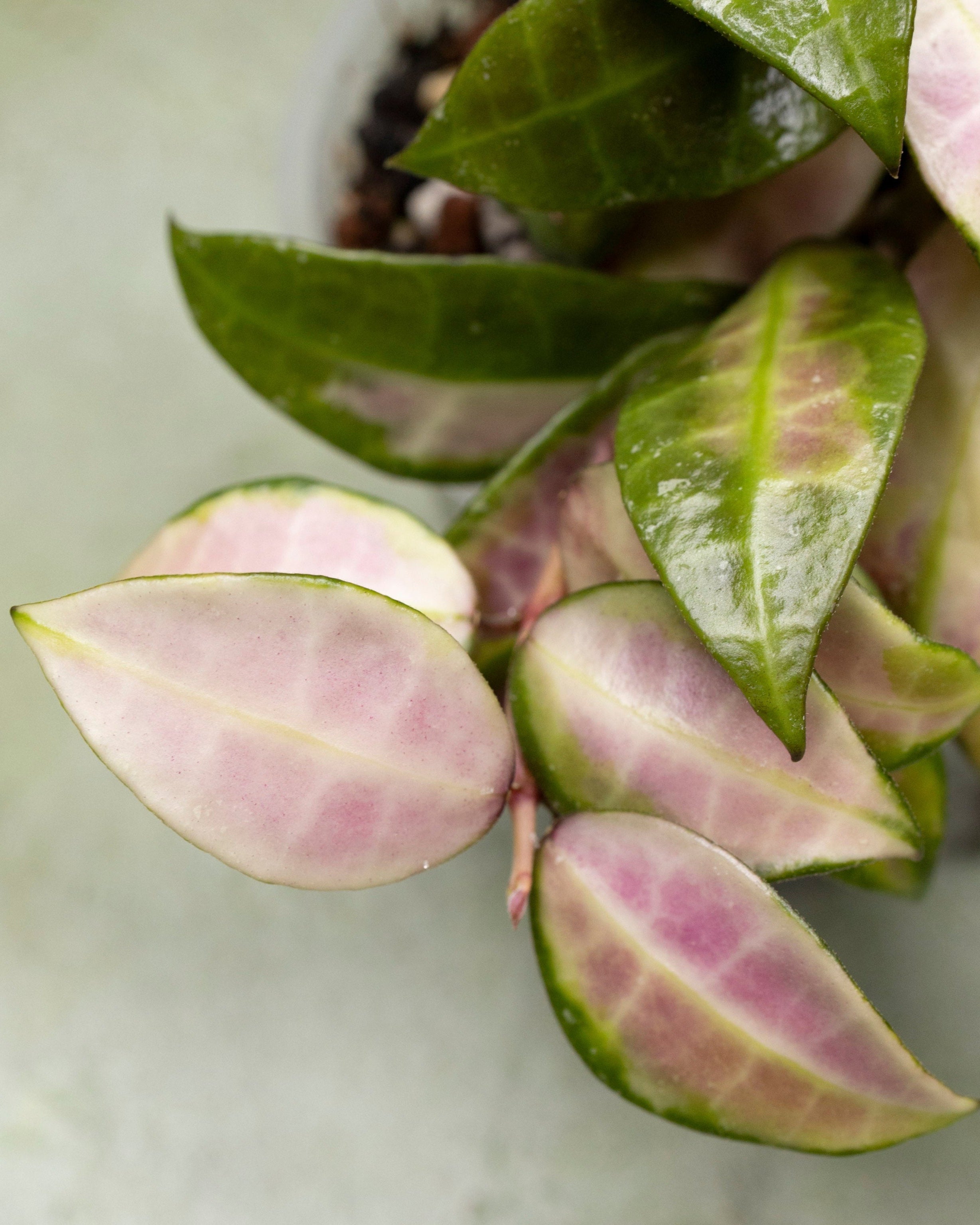 Hoya Walliniana Variegated