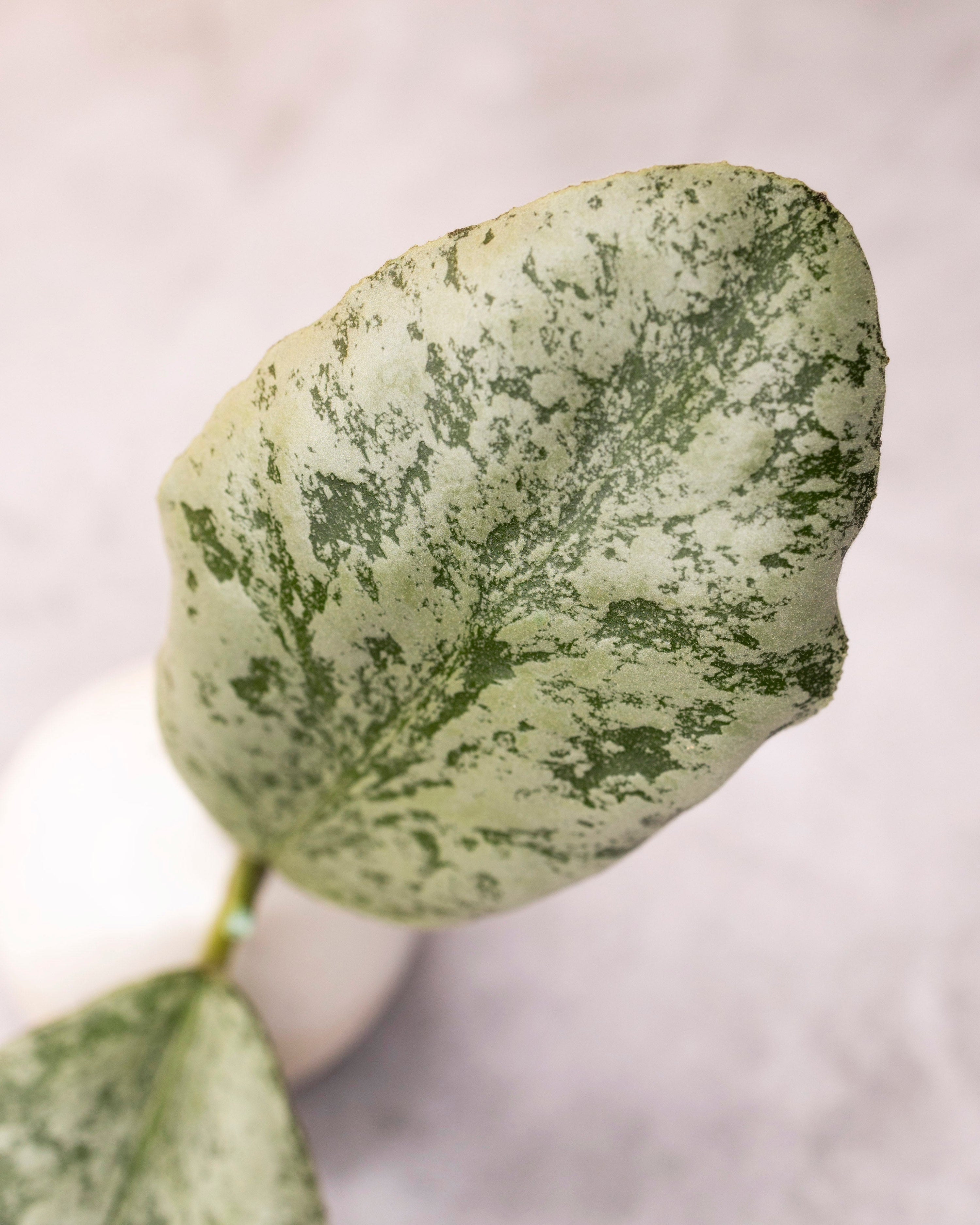 Hoya waymaniae &