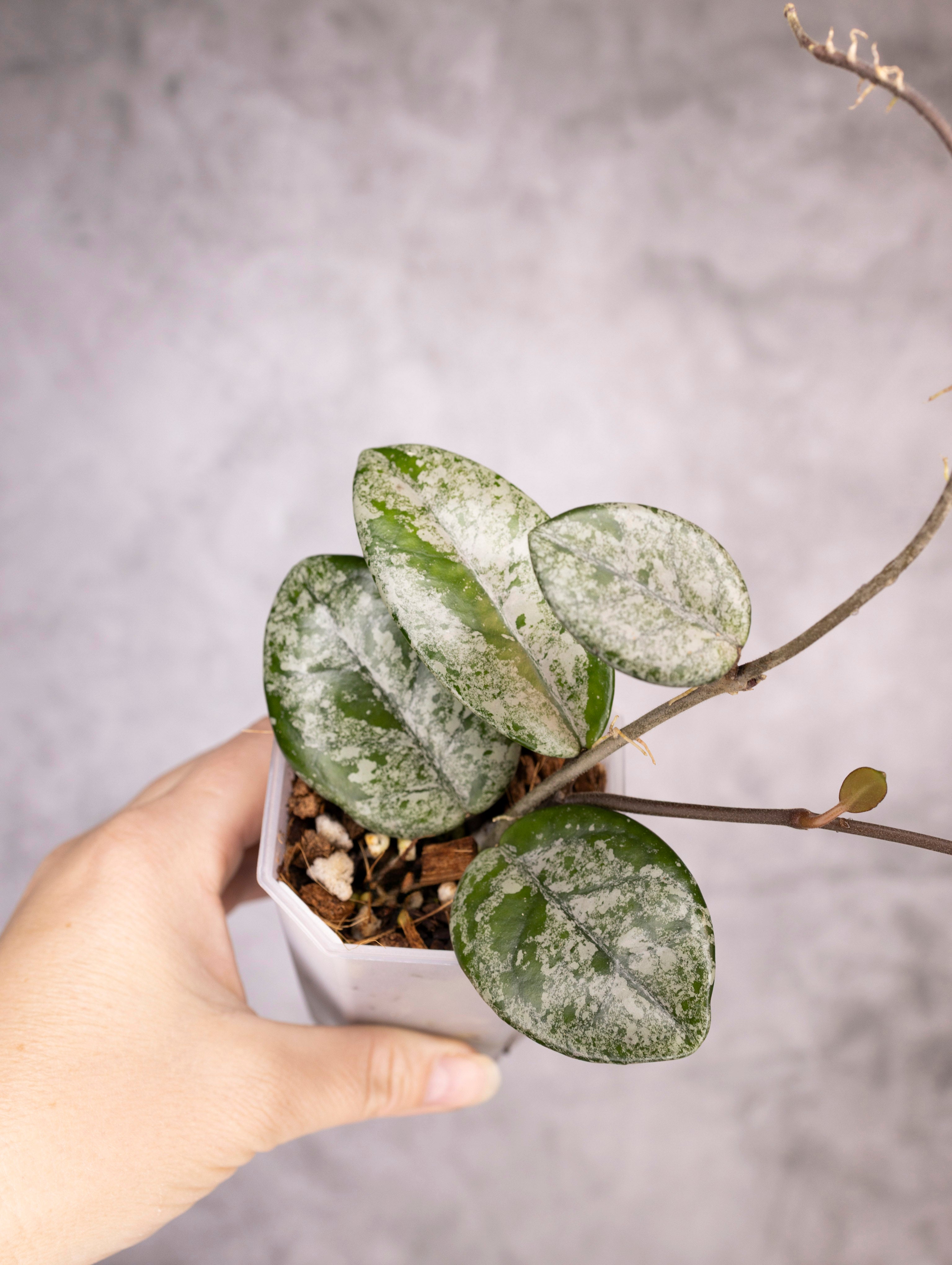 Hoya Carnosa Wilbur Graves