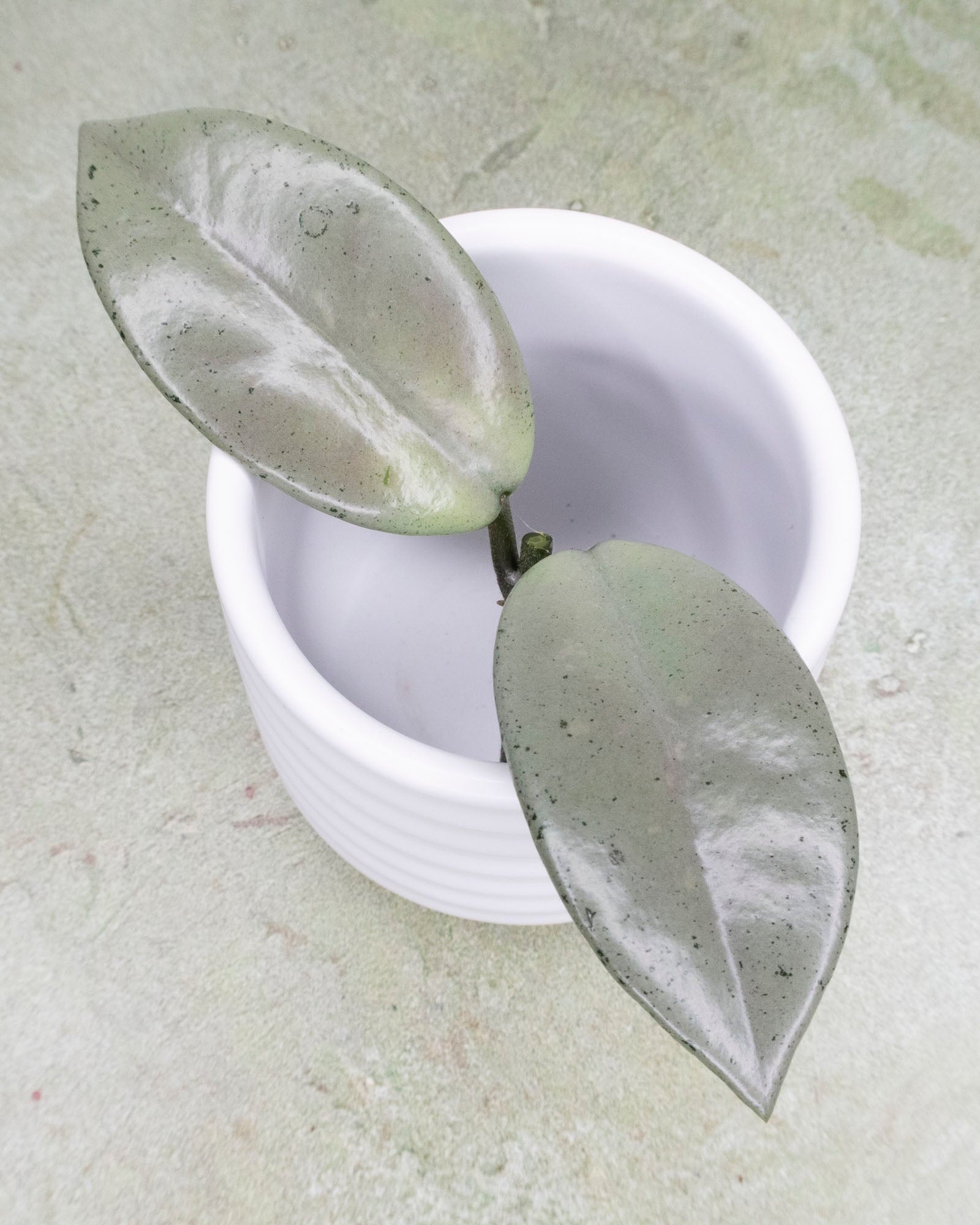 Hoya Wilbur Graves Silver