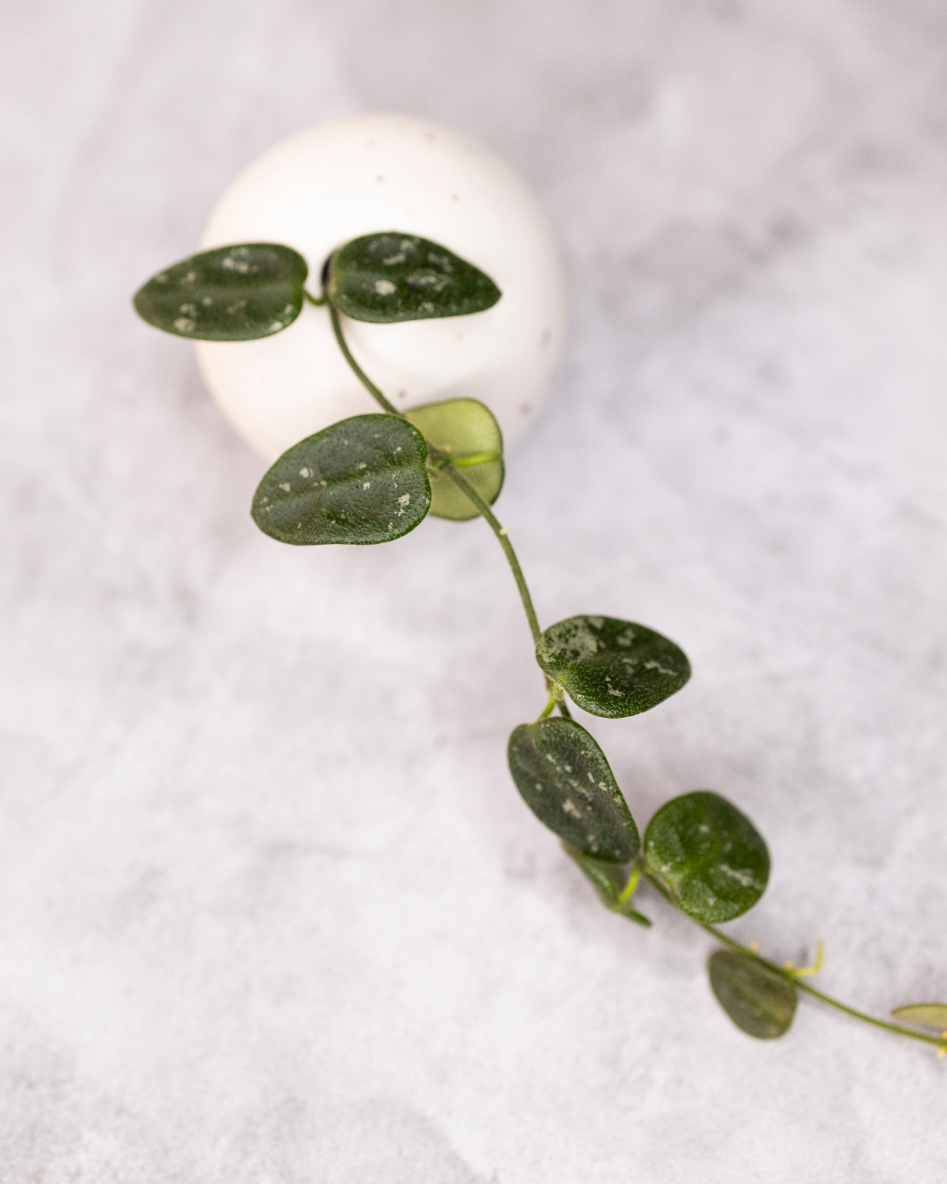 Hoya aff tengchongensis