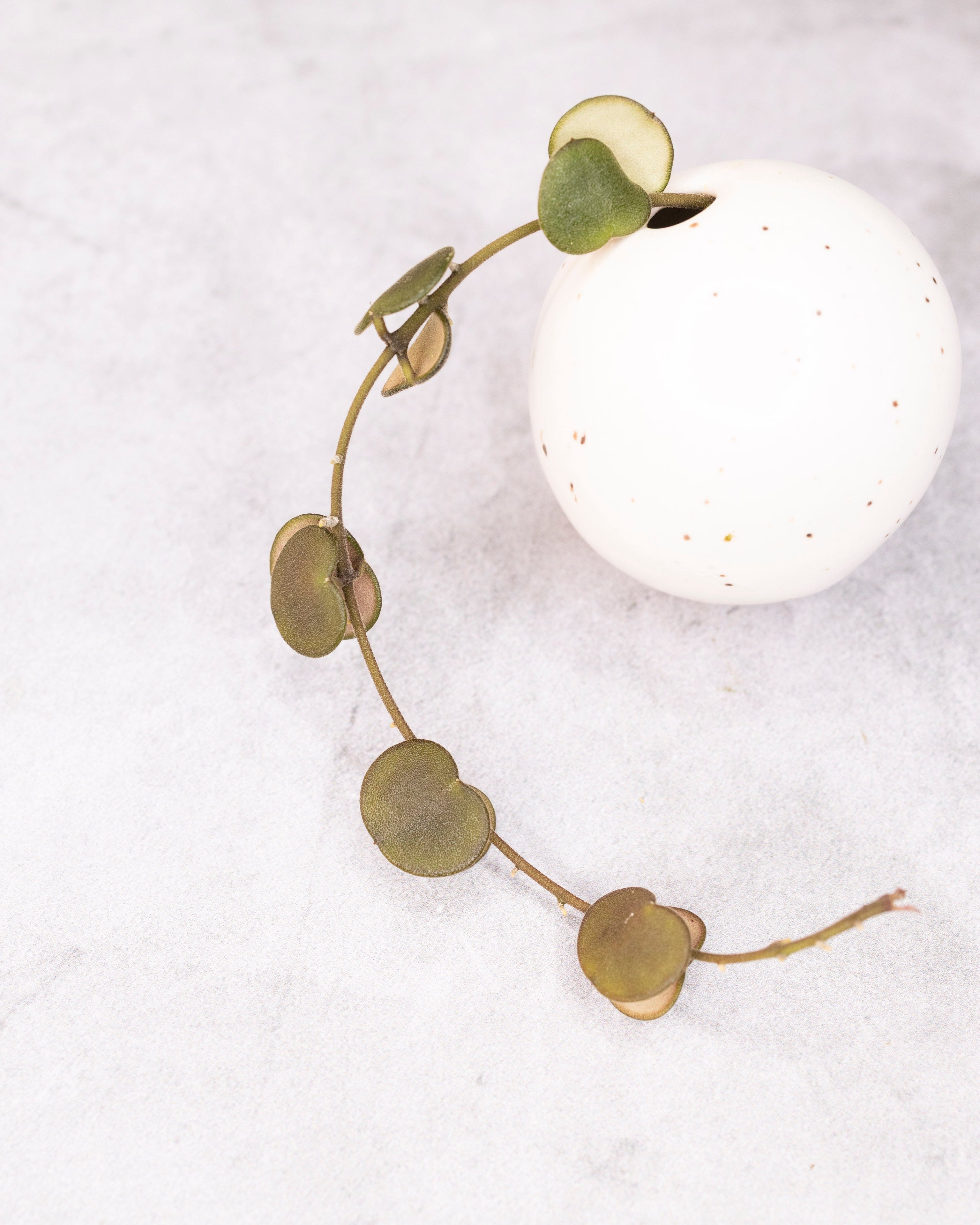 Decorative wreath with green leaves around a white ceramic vase on a light gray background