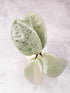 Close-up of a green succulent plant on a light background