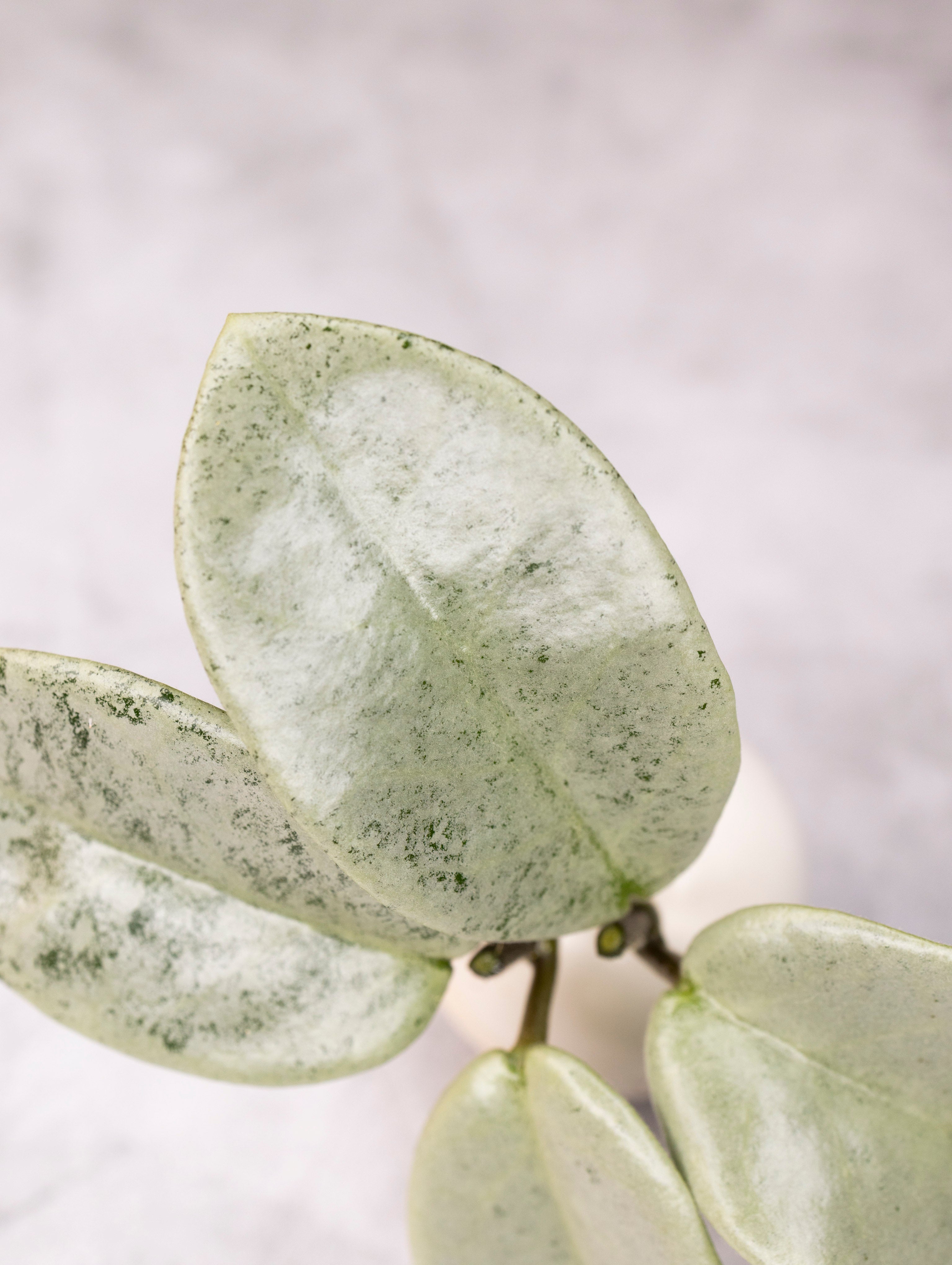 Close-up of a green succulent plant with a blurred white background