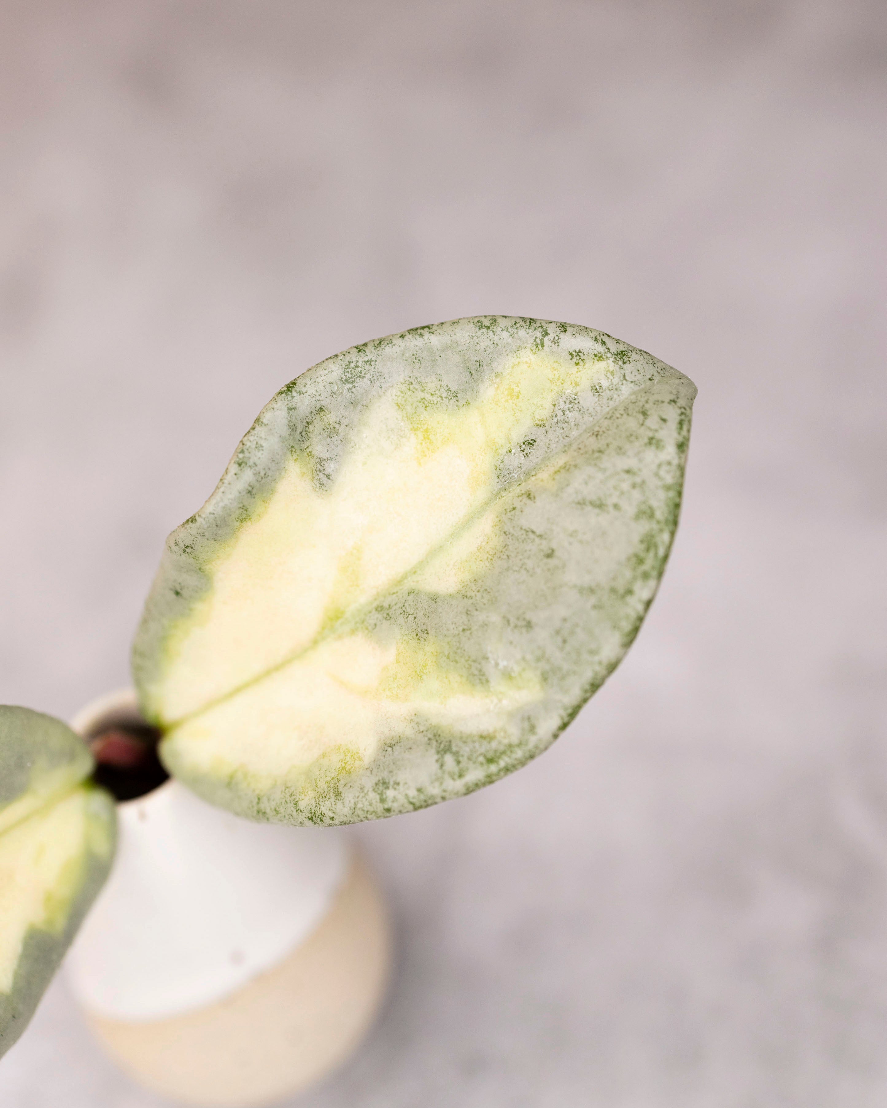 Hoya carnosa &