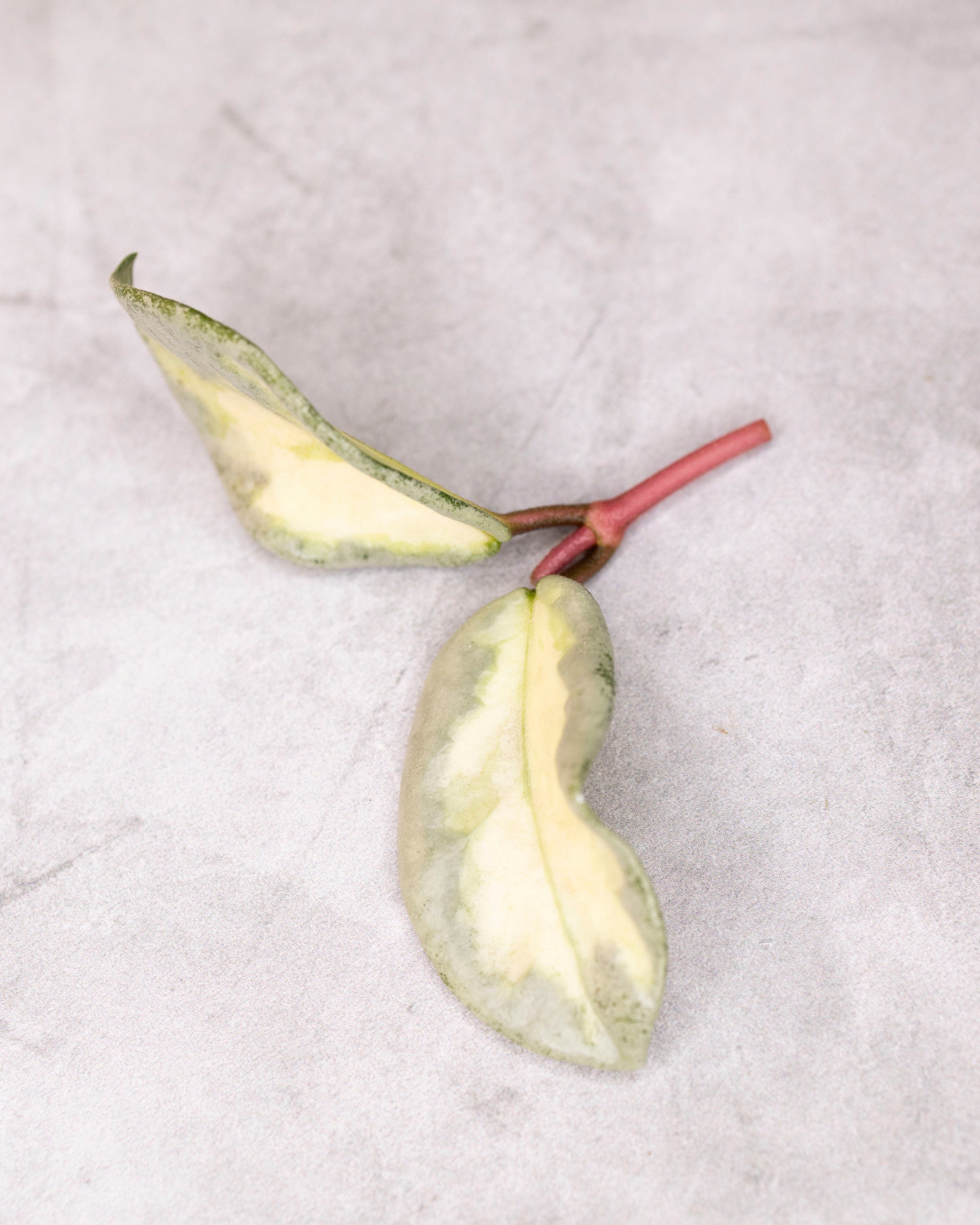 Hoya carnosa &