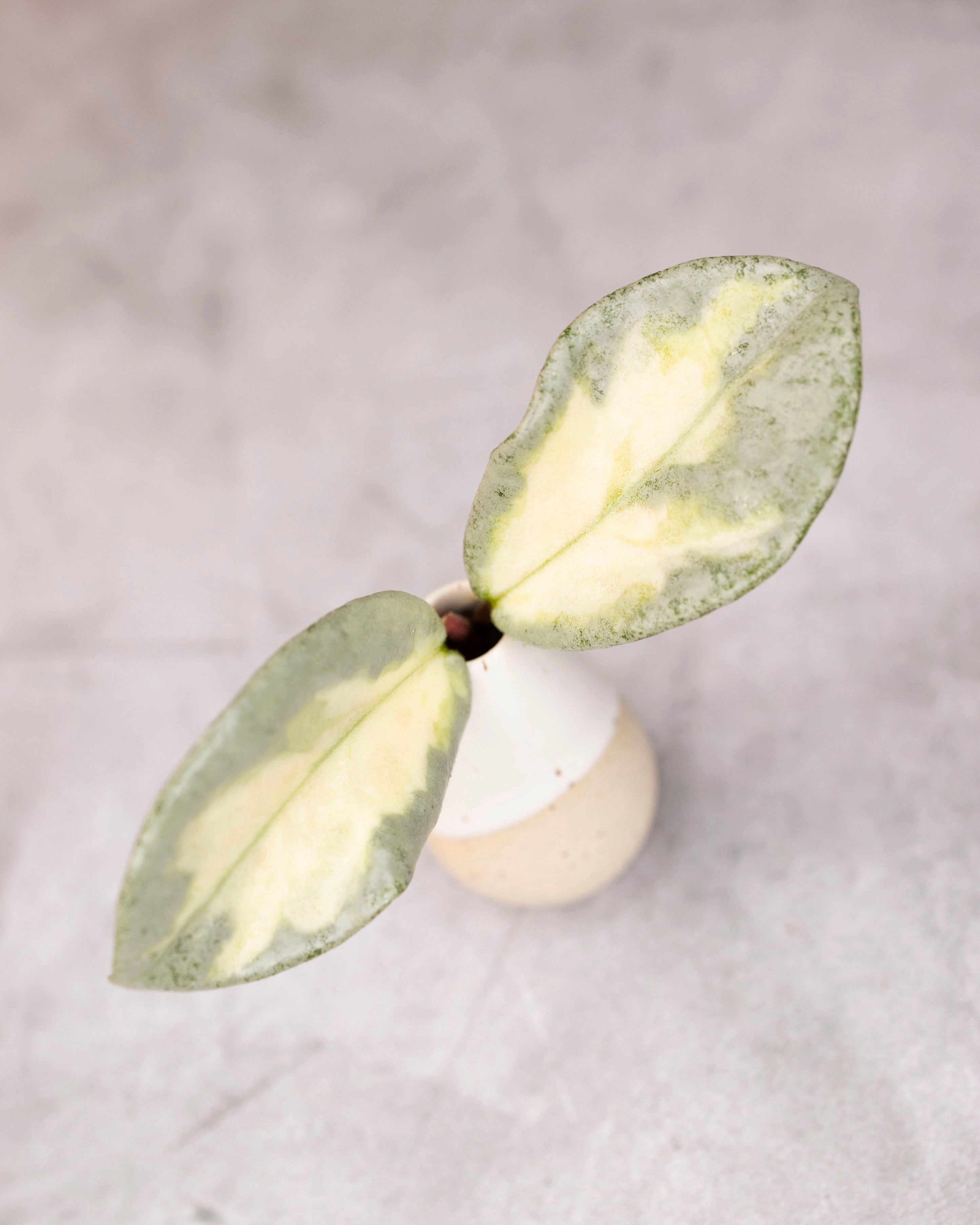 Hoya carnosa &