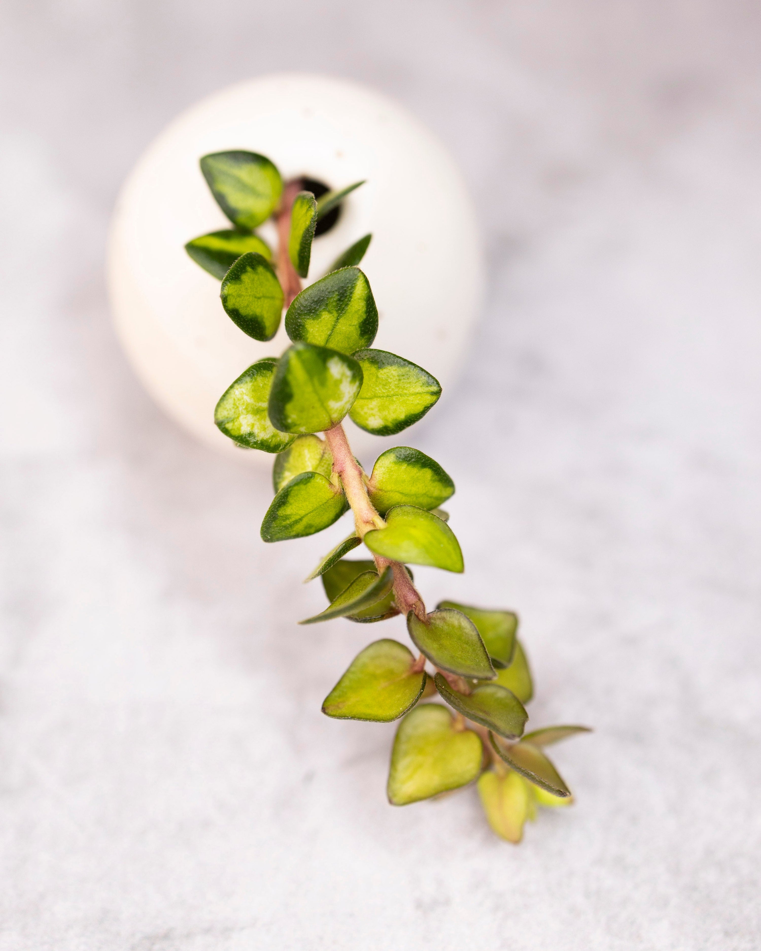 Green leafy branch on a white background