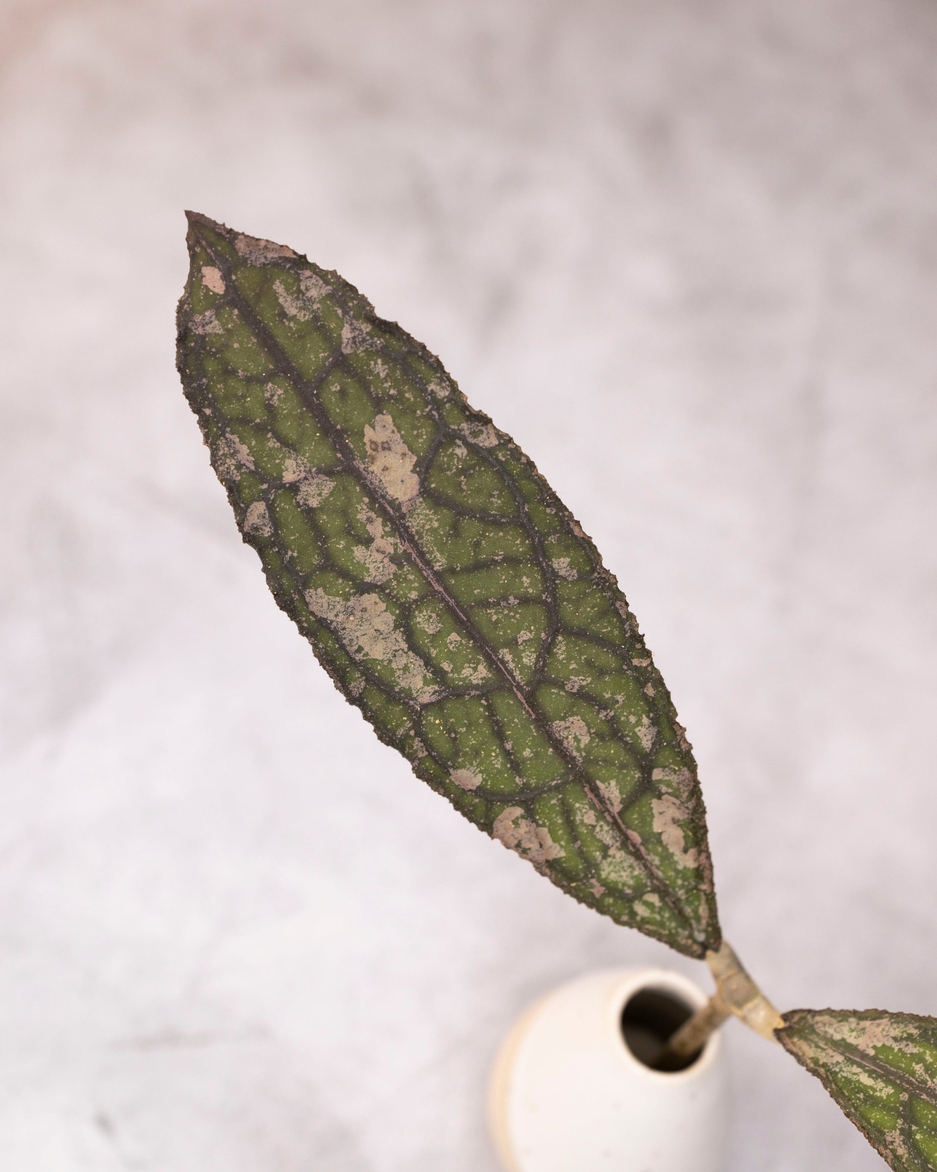 Hoya clemensiorum sp. Sumatra (Splash)