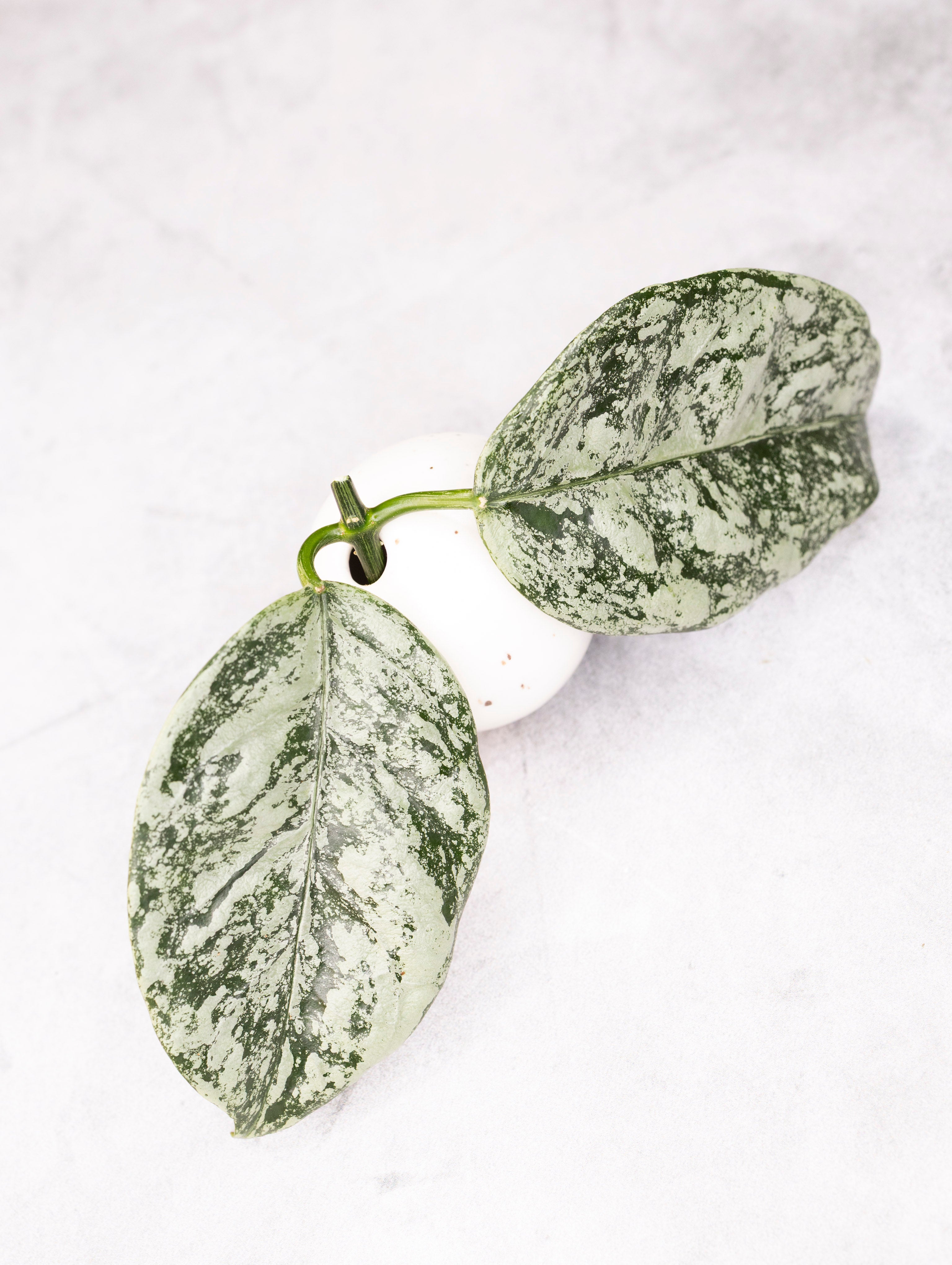 Pair of green leaf-shaped earrings on a light gray background