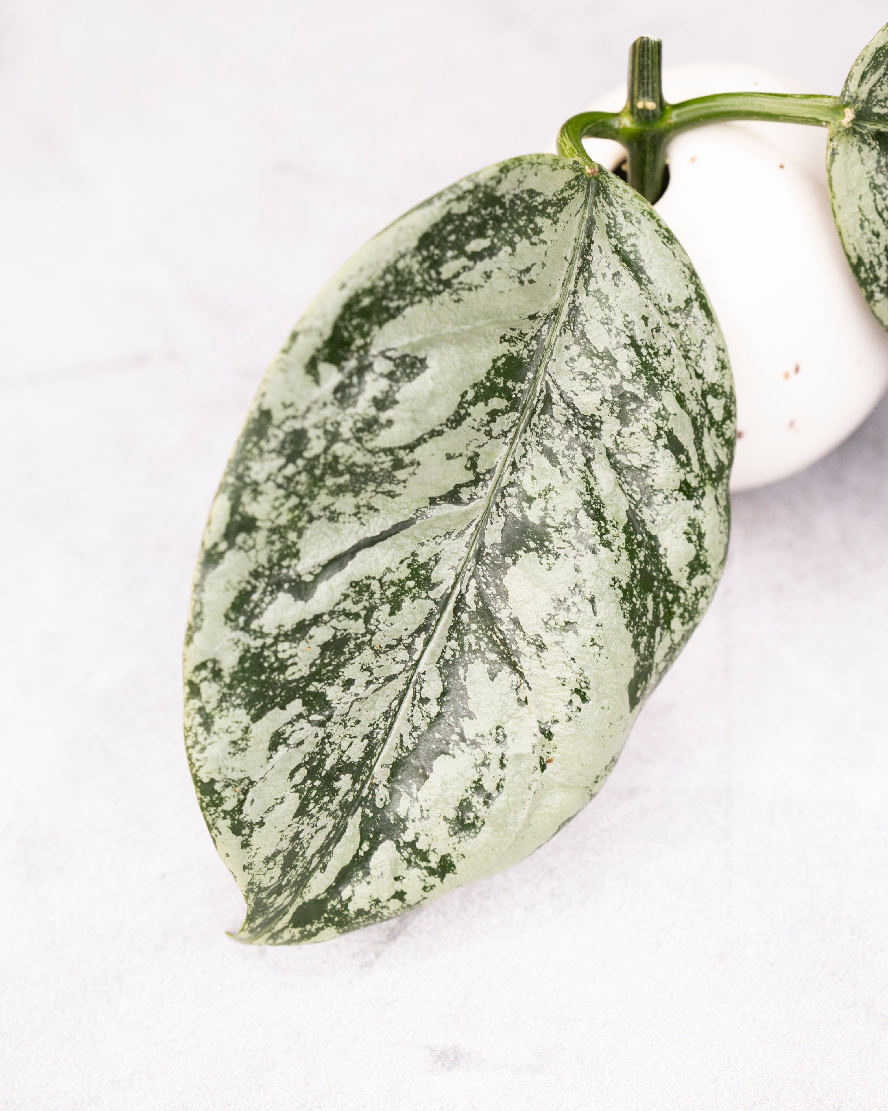 Variegated green leaf on a white background