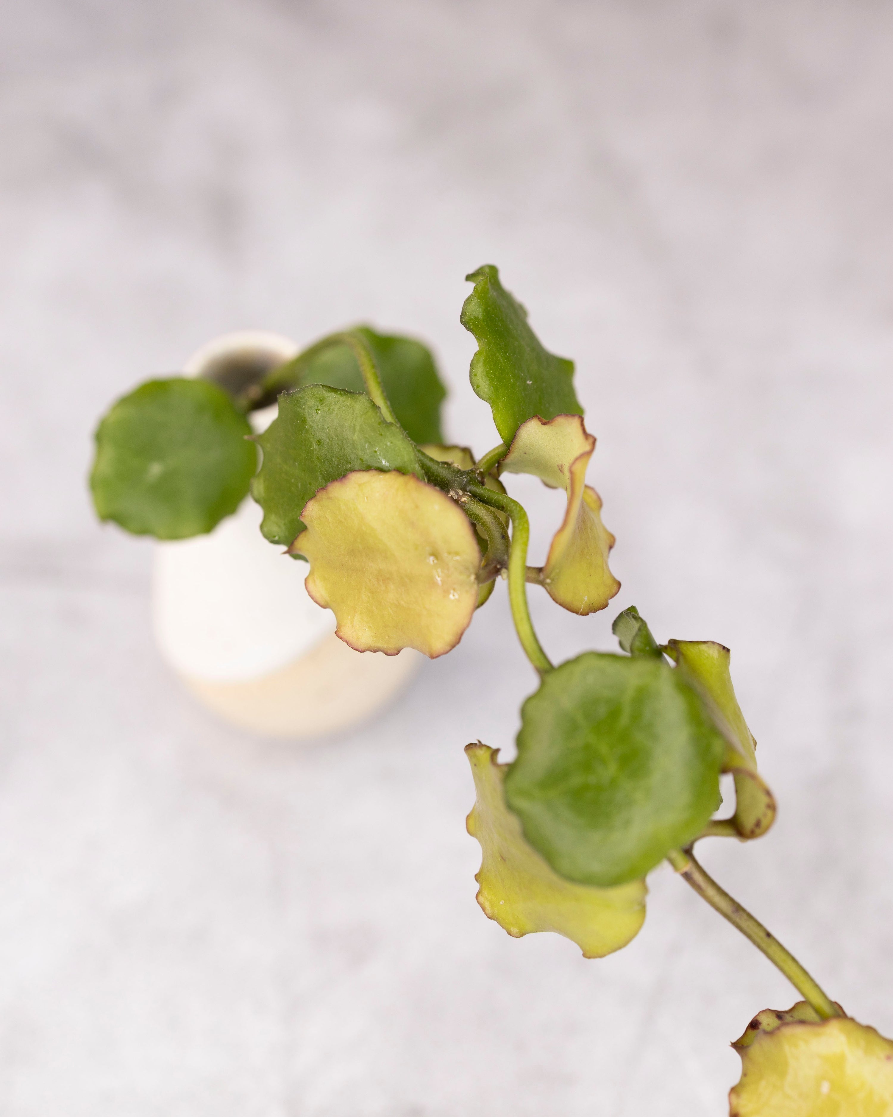 Hoya endauensis