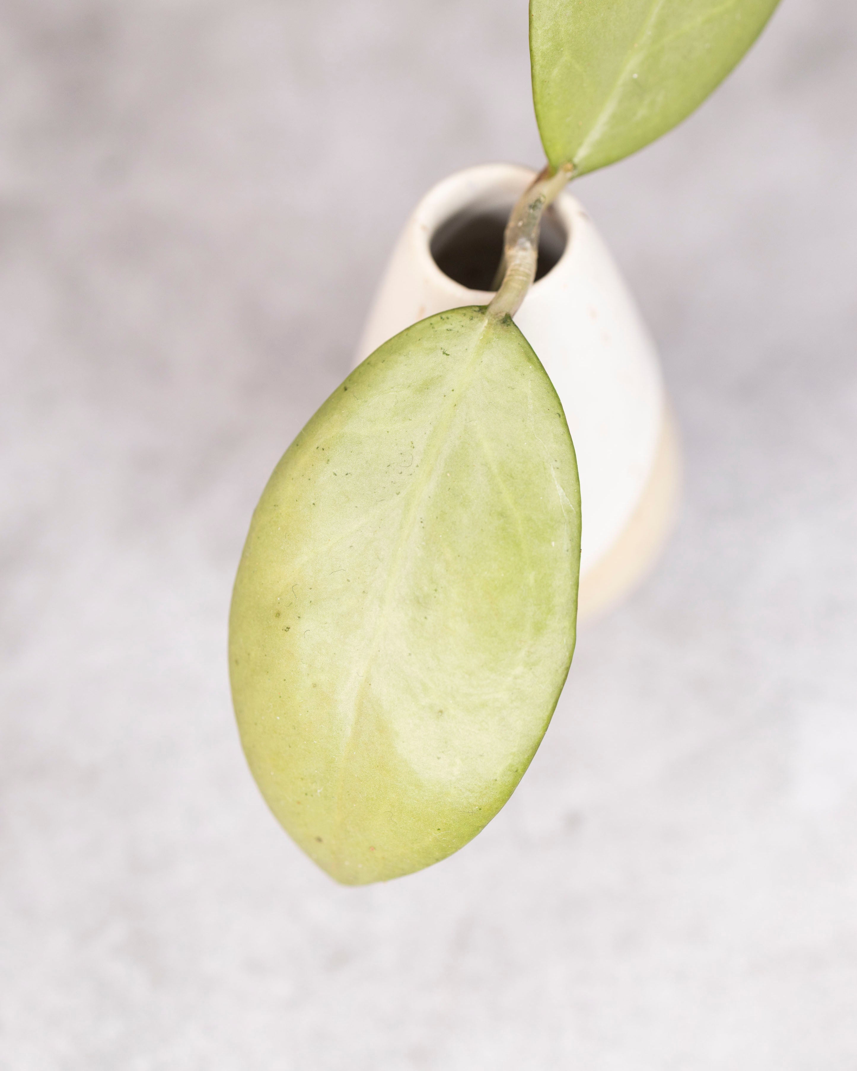 Hoya erythrostemma silver cutting