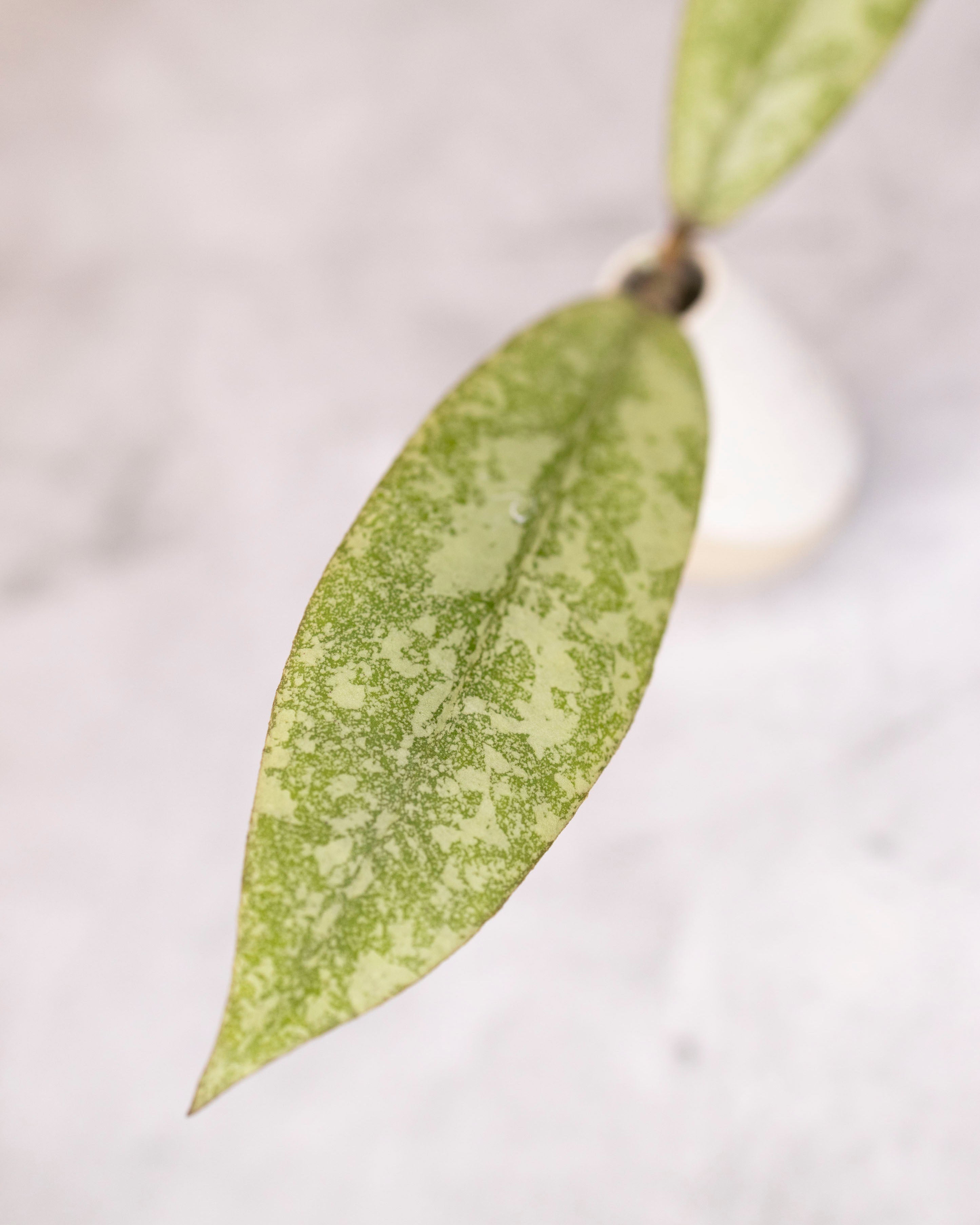 Hoya finlaysonii (silver)