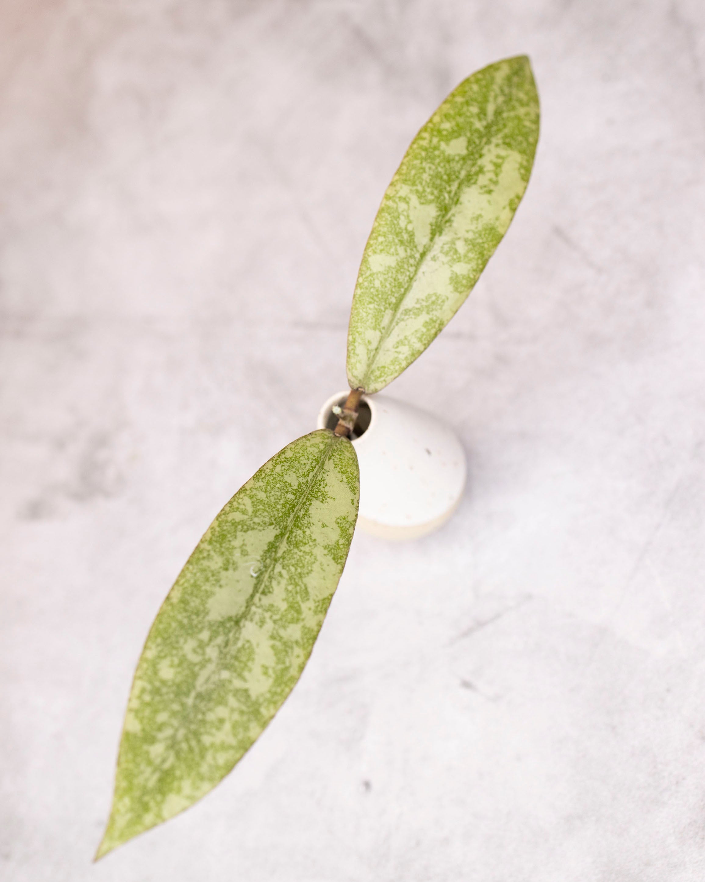 Hoya finlaysonii (silver)