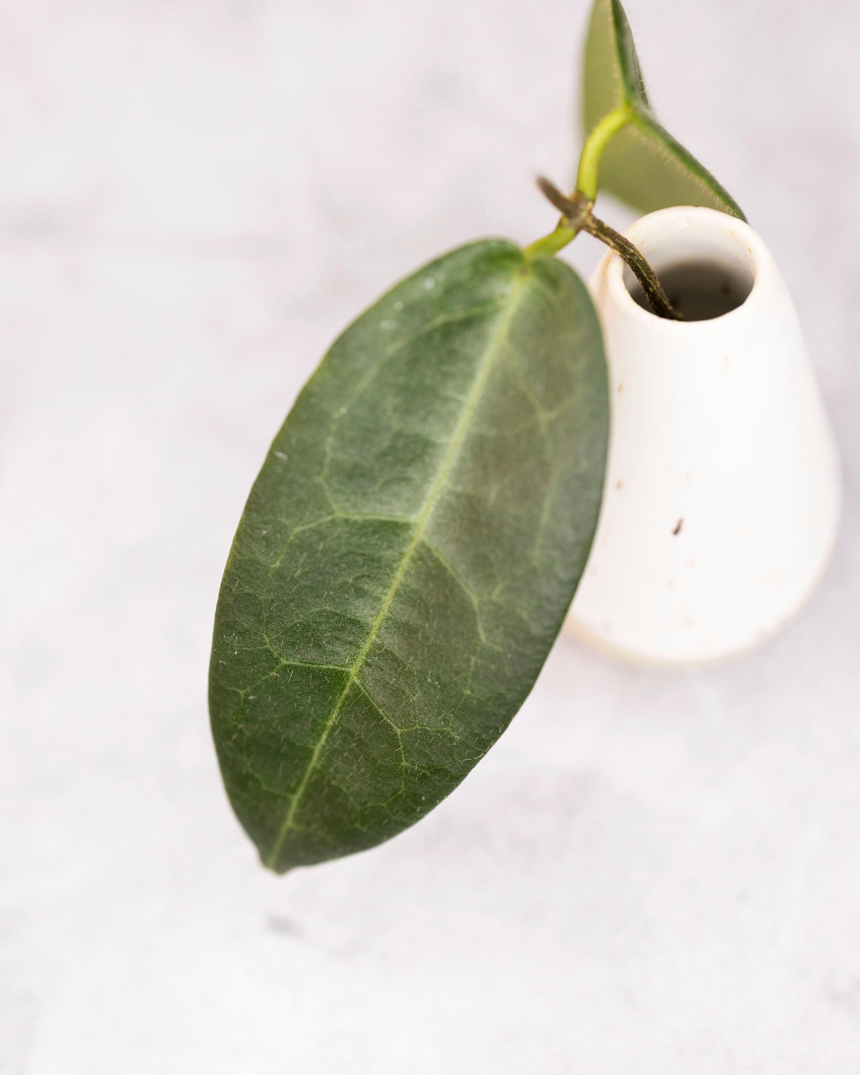 Hoya hypolasia