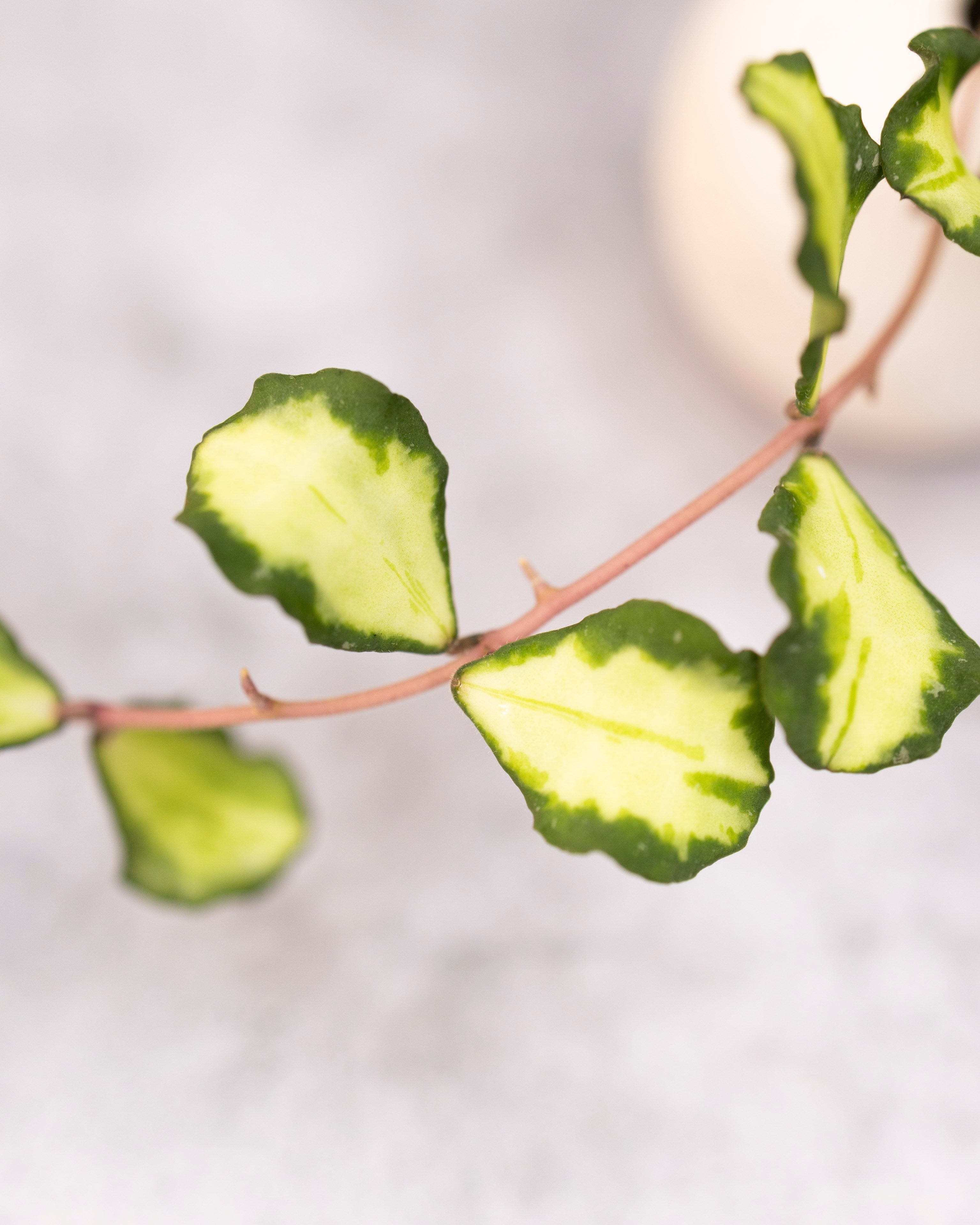 Hoya kanyakumariana (variegated)
