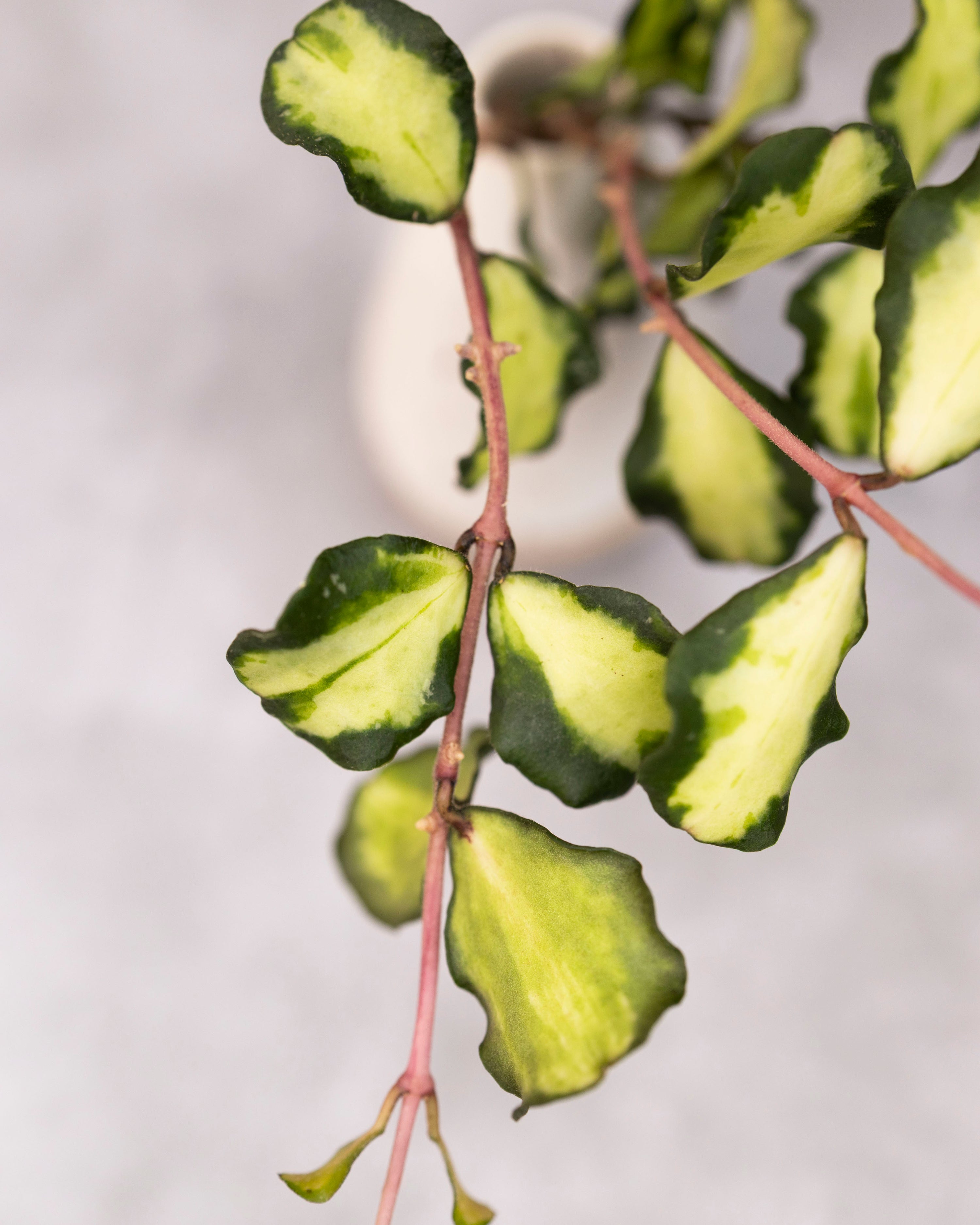 Hoya kanyakumariana (Variegated)
