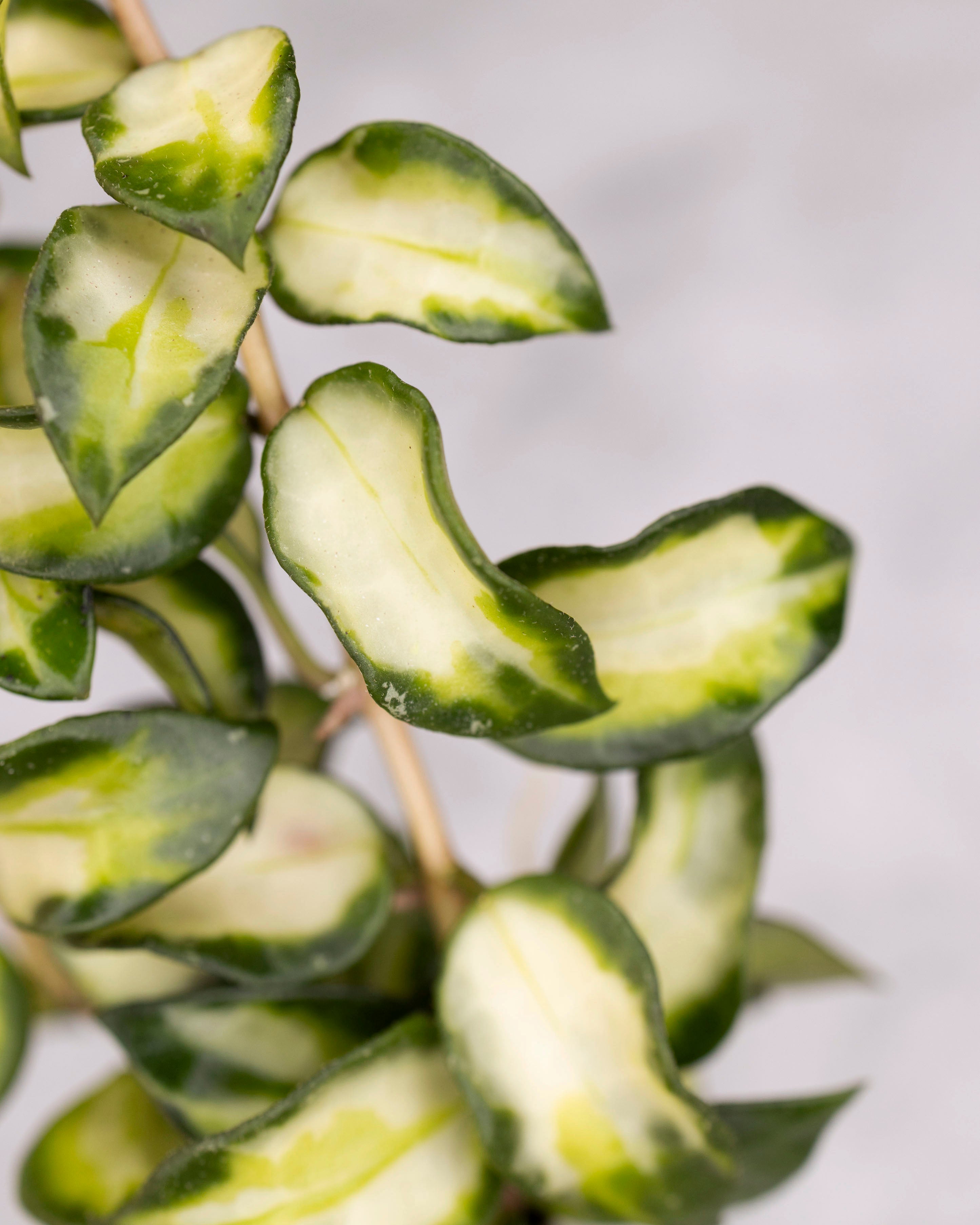 Close-up of green and white leaves on a blurred background