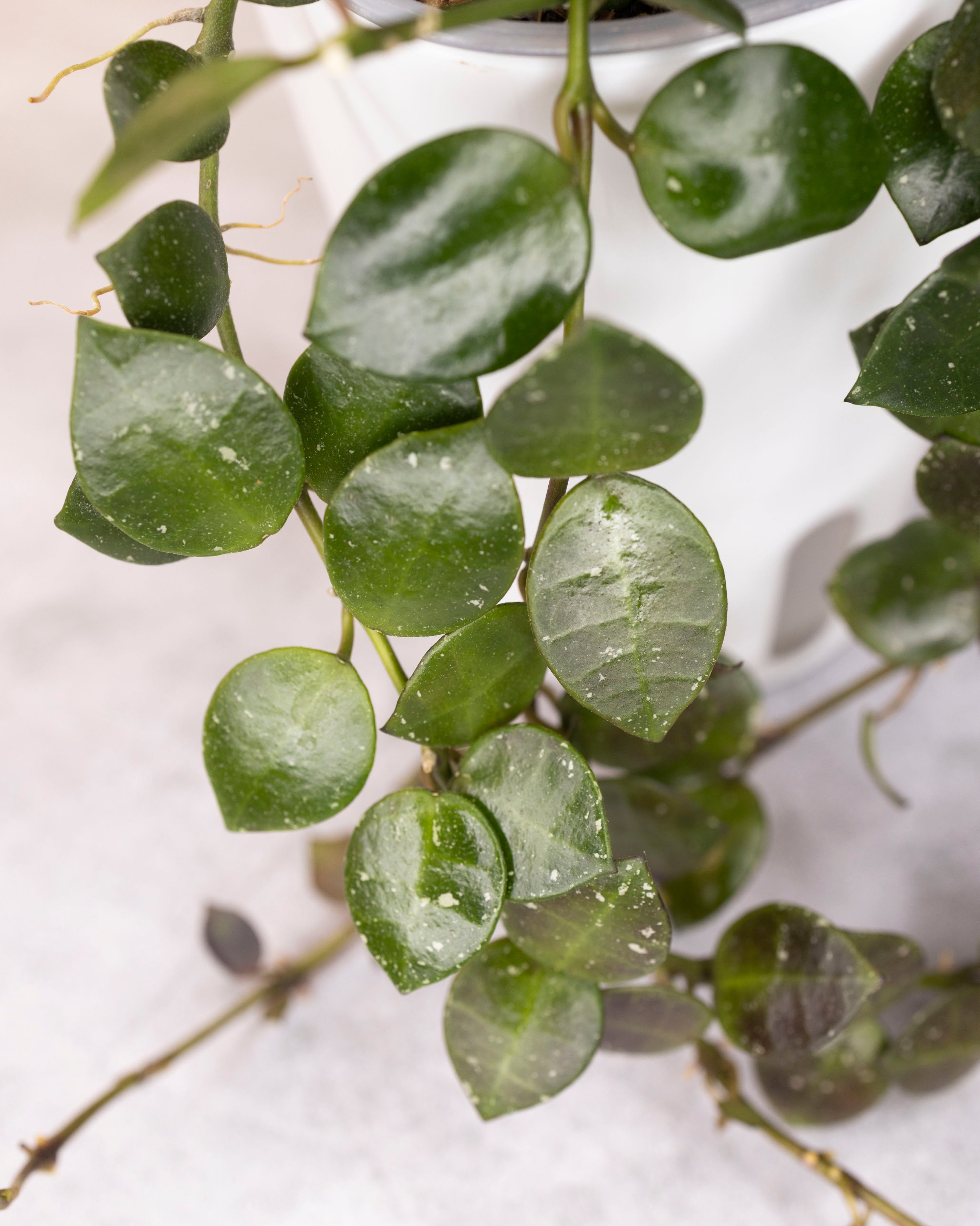 Close-up of a hanging green plant with round leaves on a light background