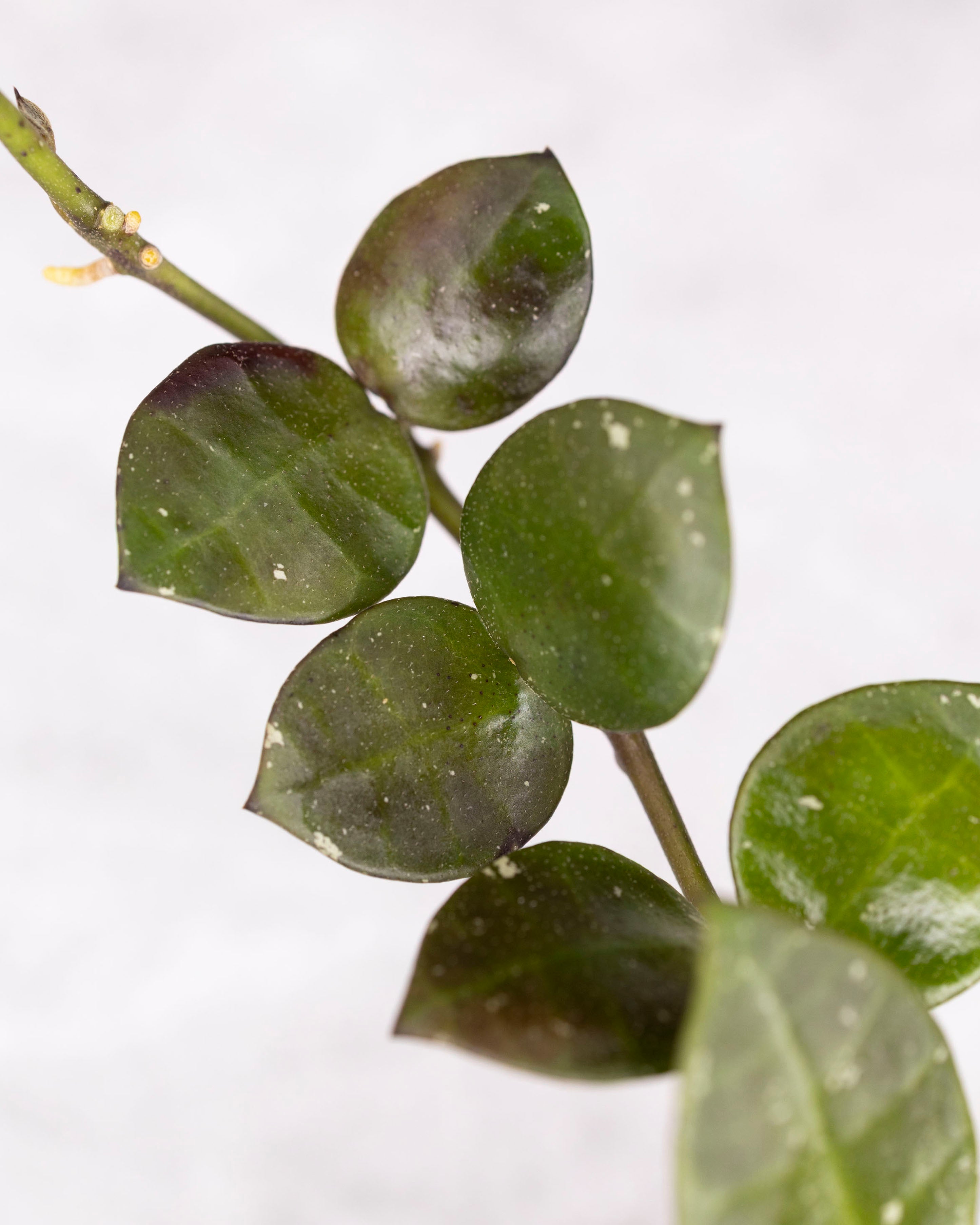 Close-up of a plant with green leaves on a white background
