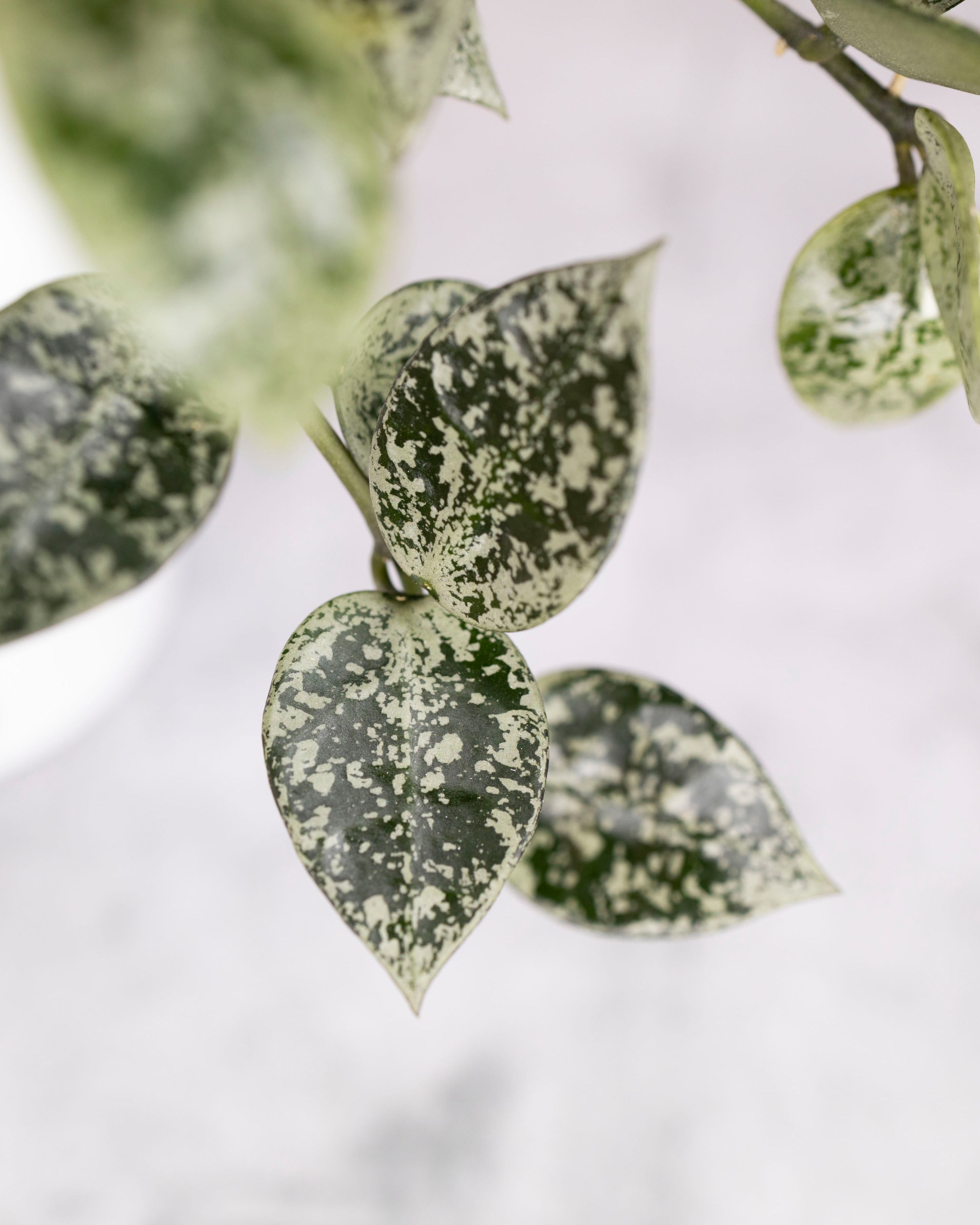Hoya lacunosa &