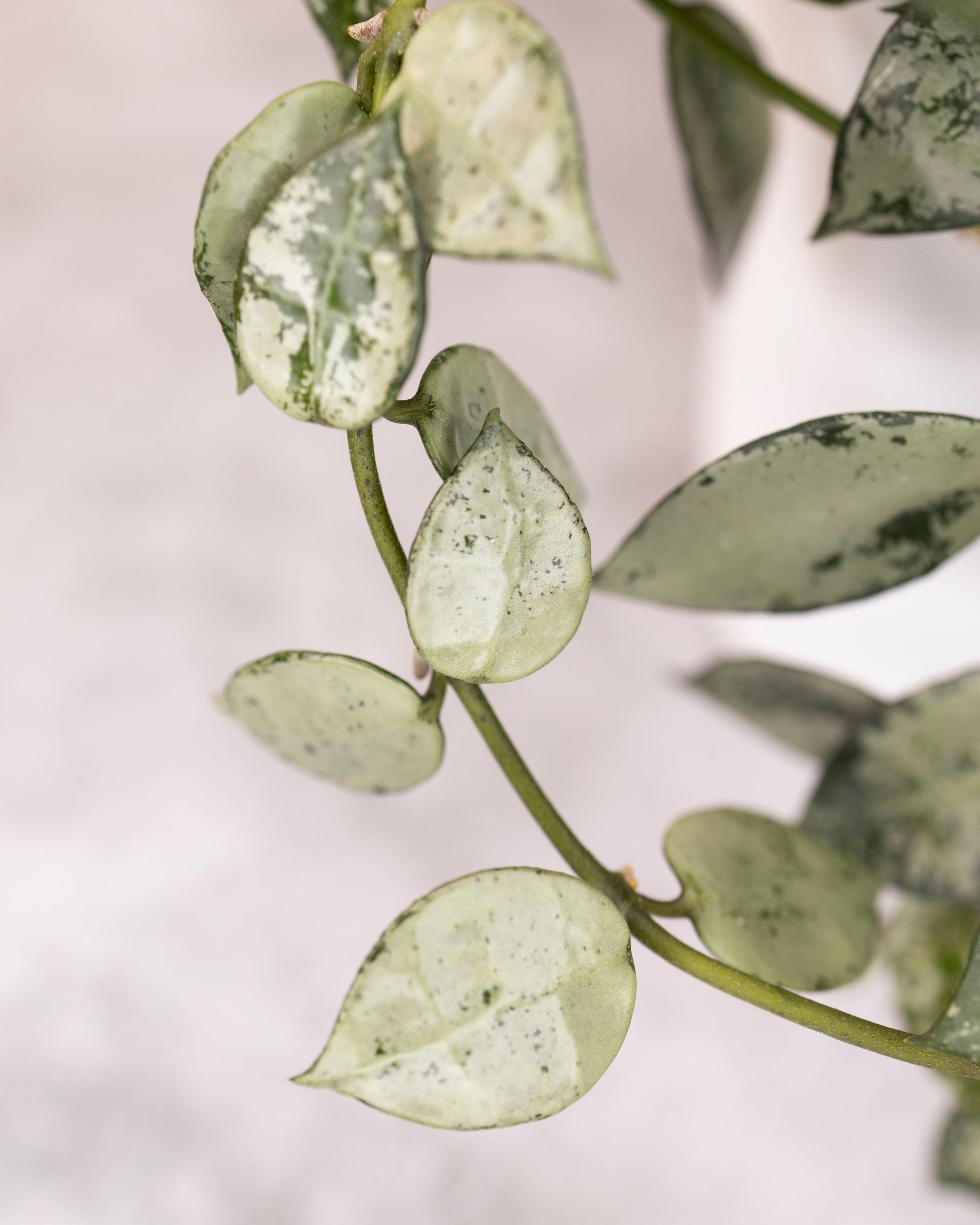 Hoya lacunosa &