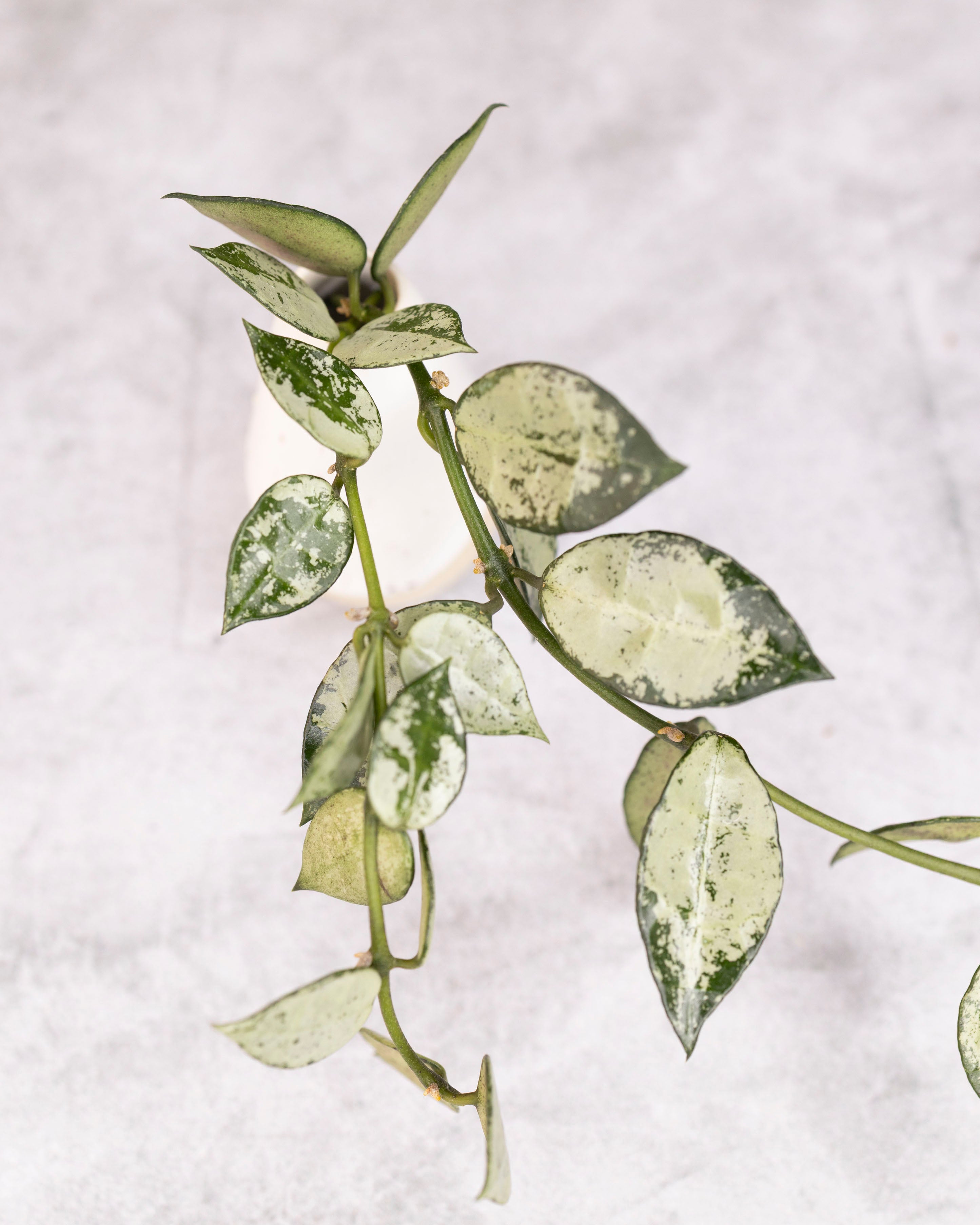 Hoya lacunosa &