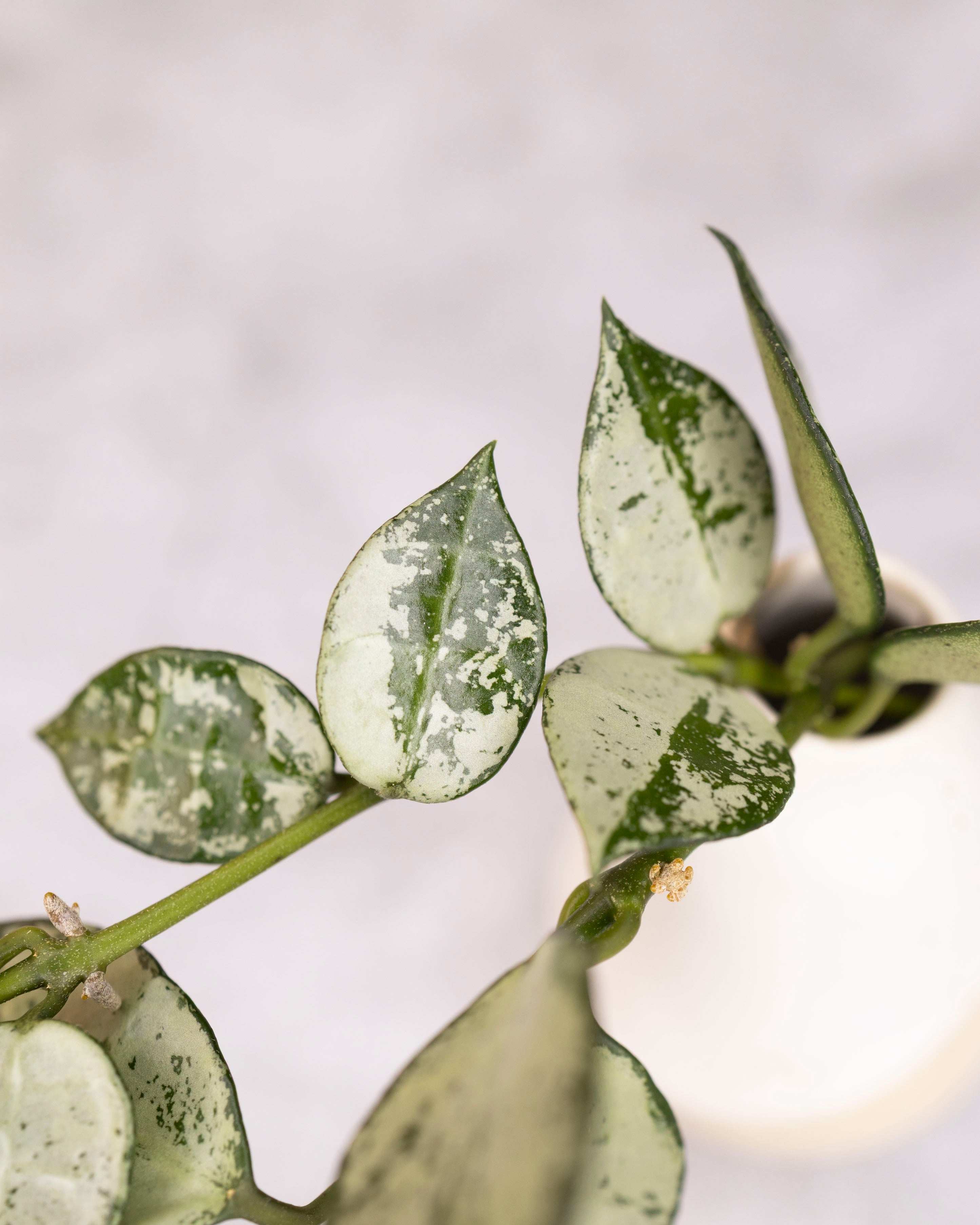 Close-up of a green leafy plant with a blurred background