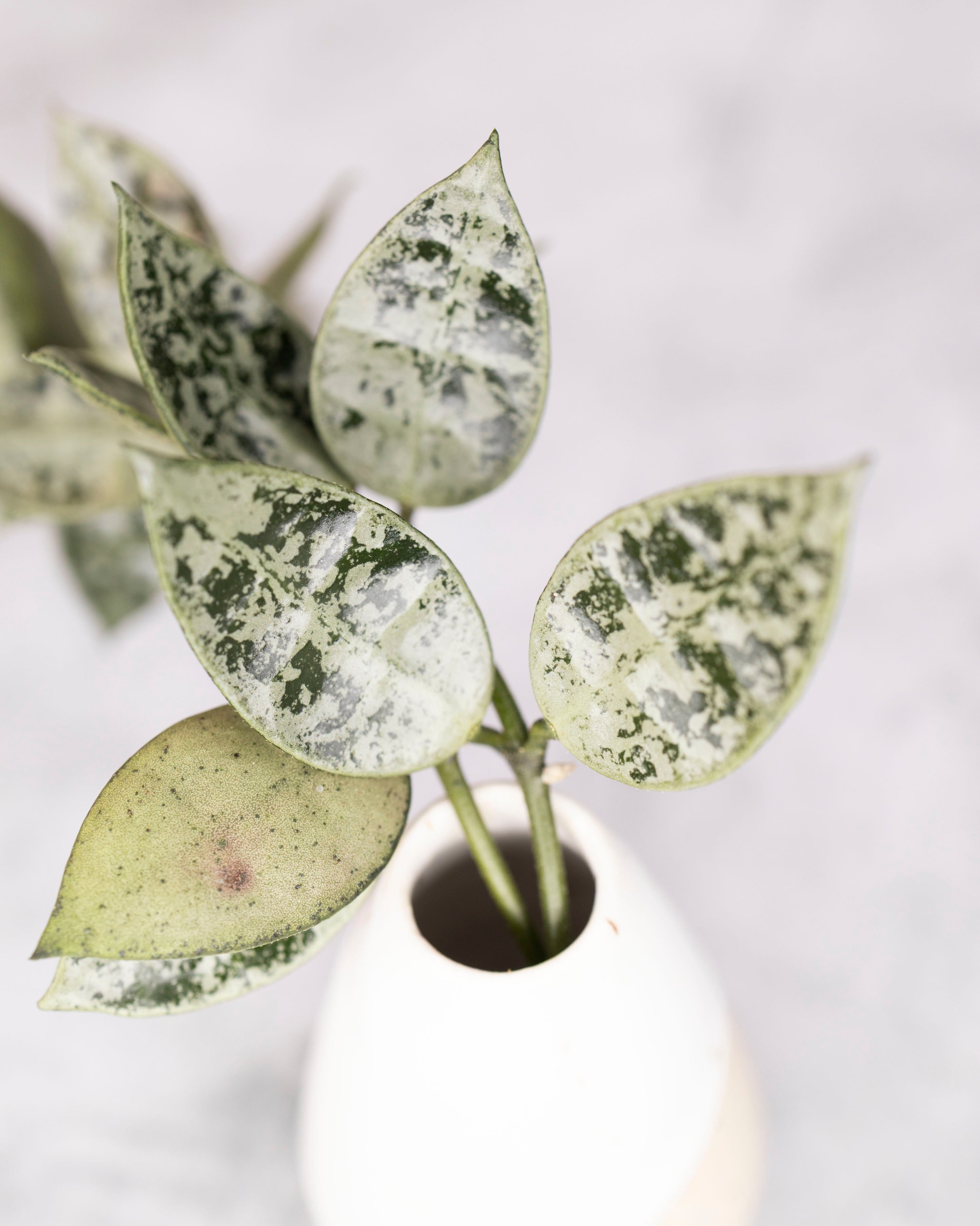 Hoya lacunosa &