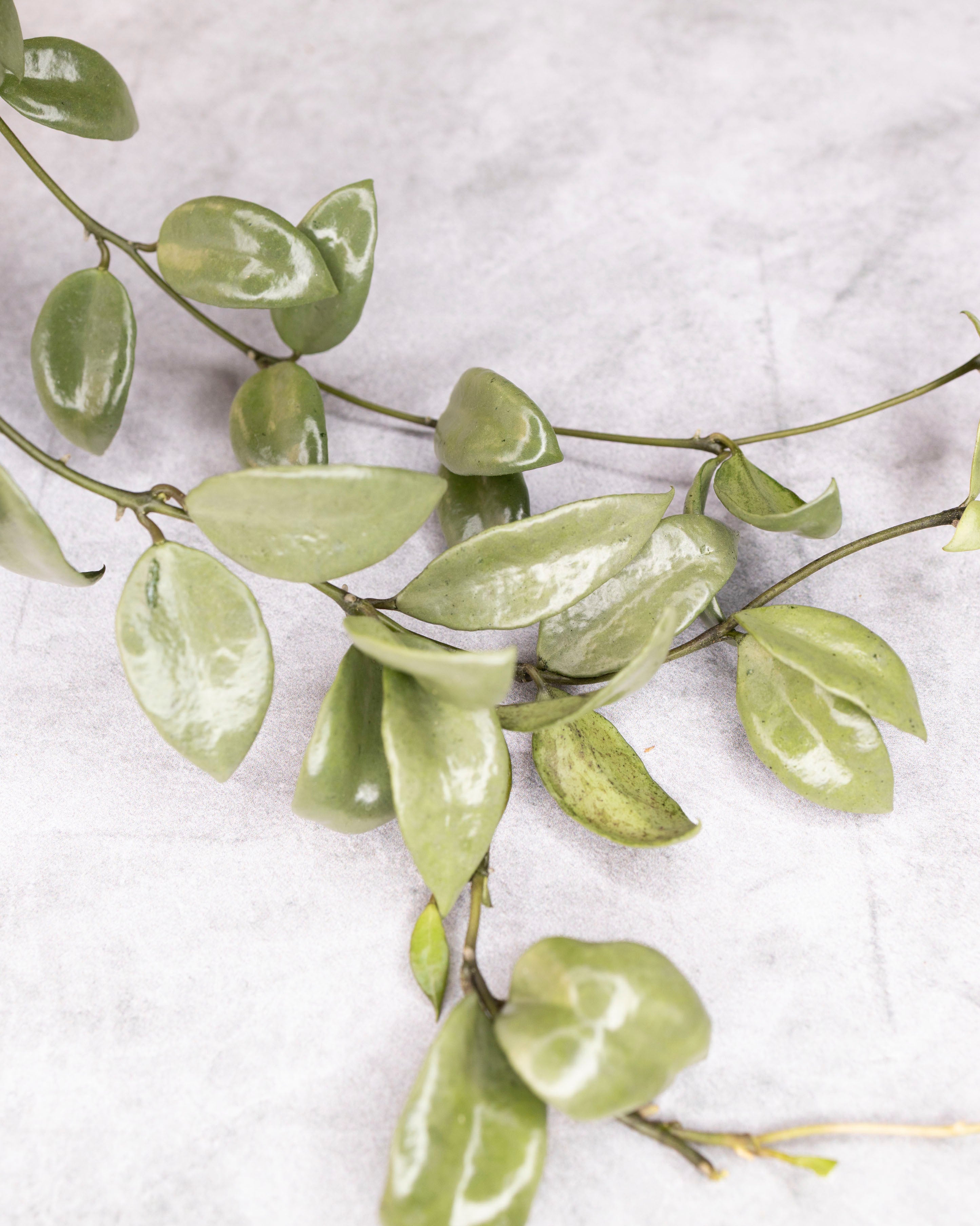 Silvery-green leaves on a light gray background