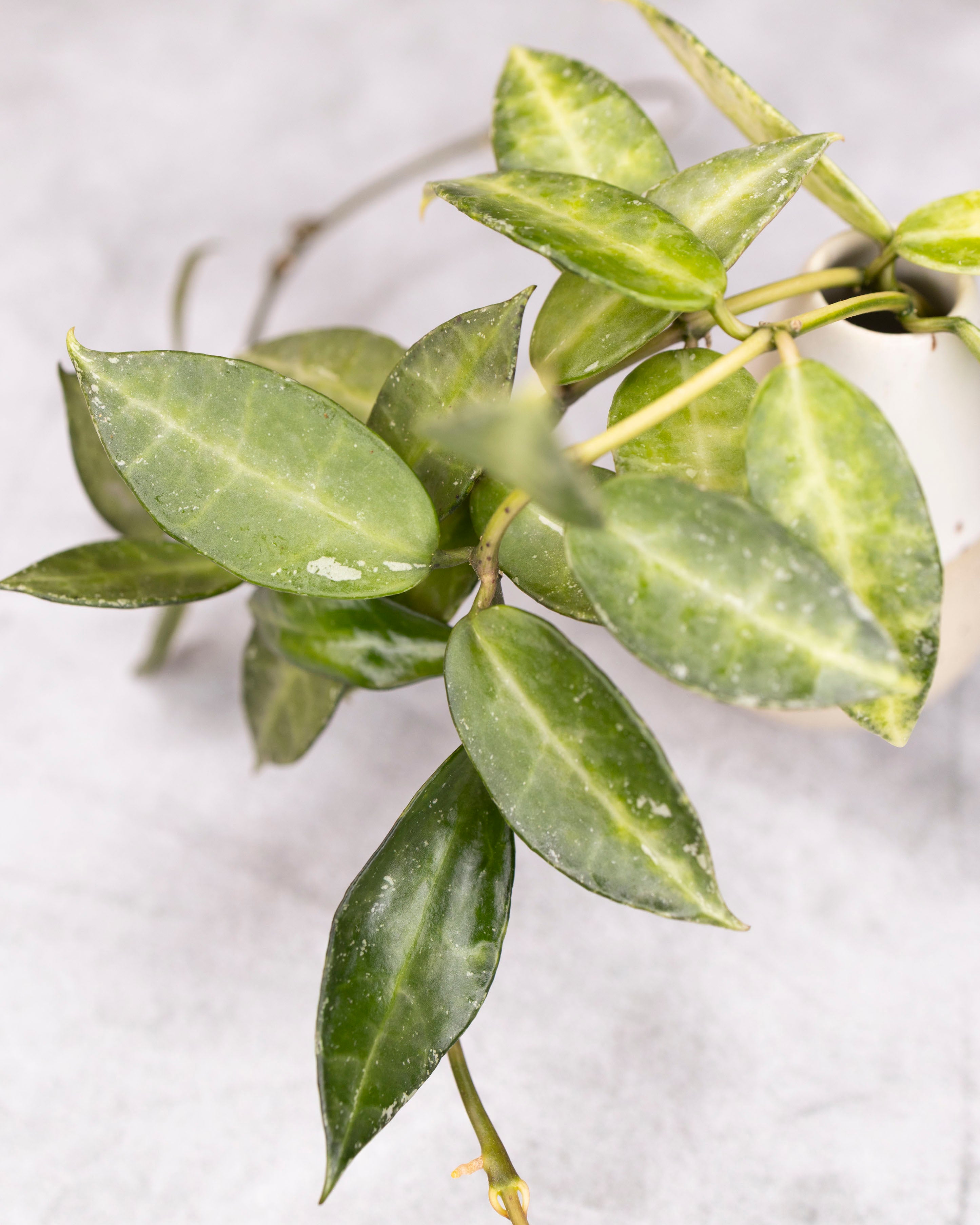 Close-up of a green leafy plant on a light background