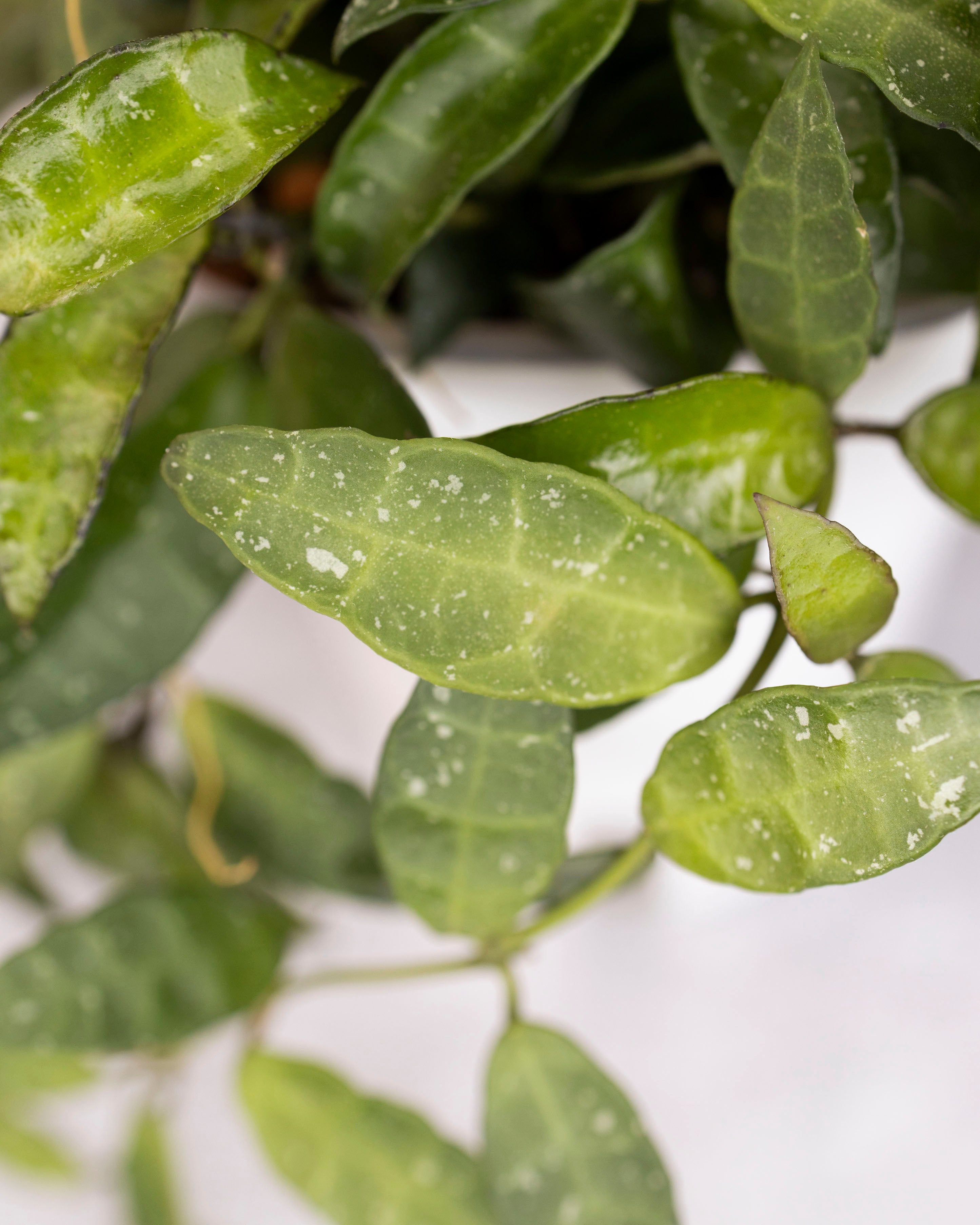 Close-up of green leaves with a white background