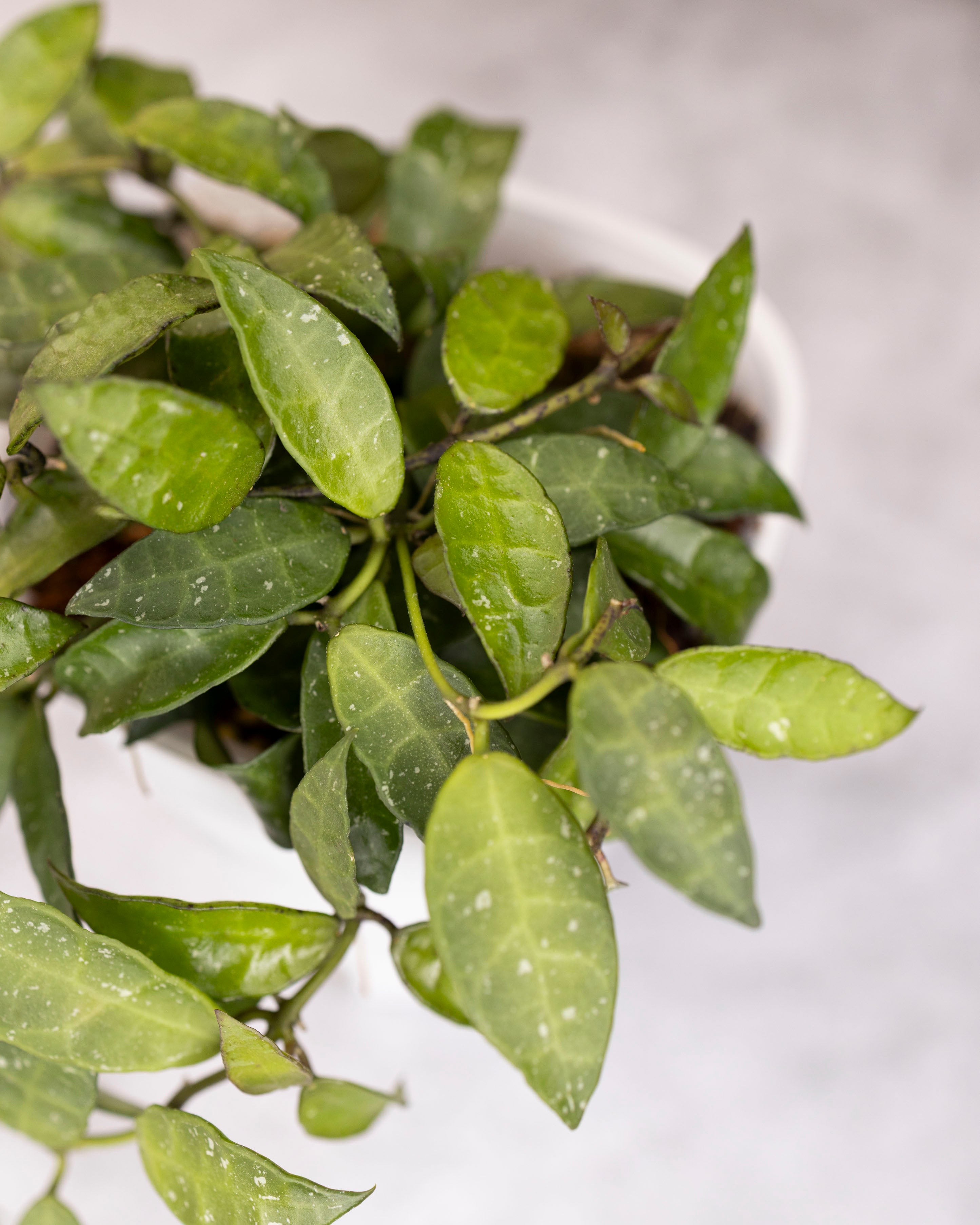 Close-up of a green leafy plant with a blurred background
