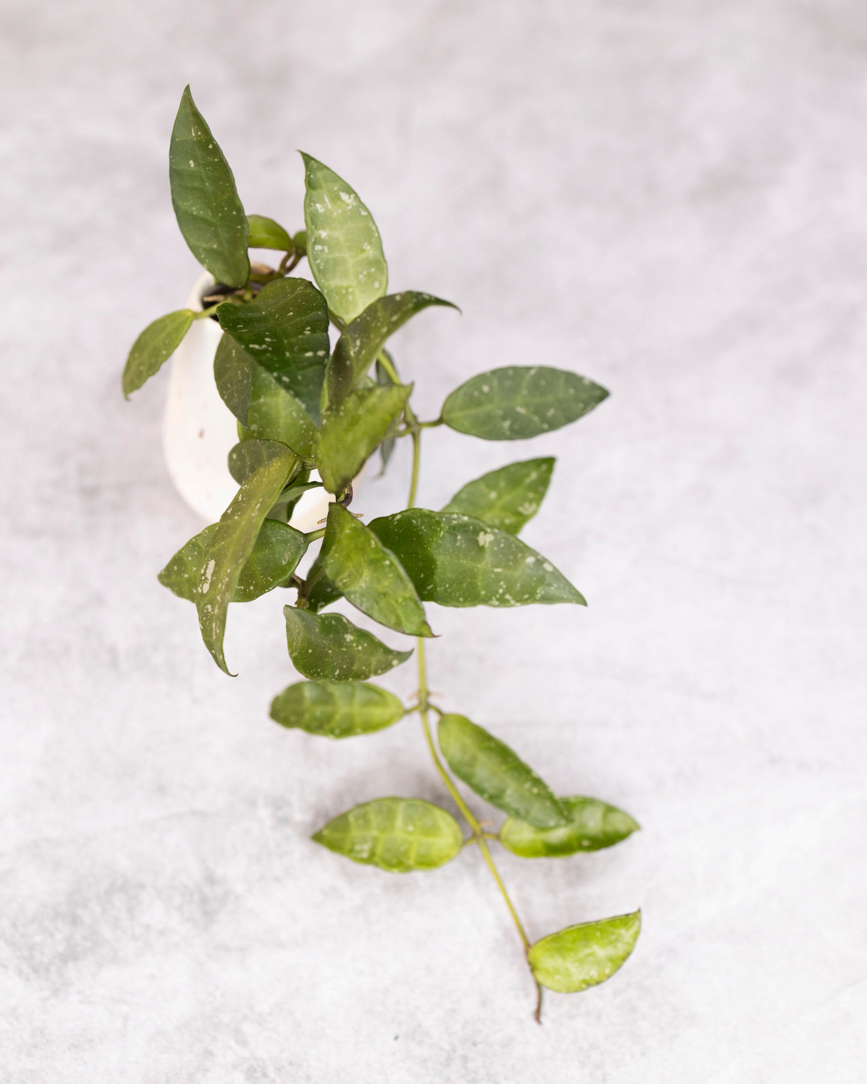 Green leafy branch on a white background