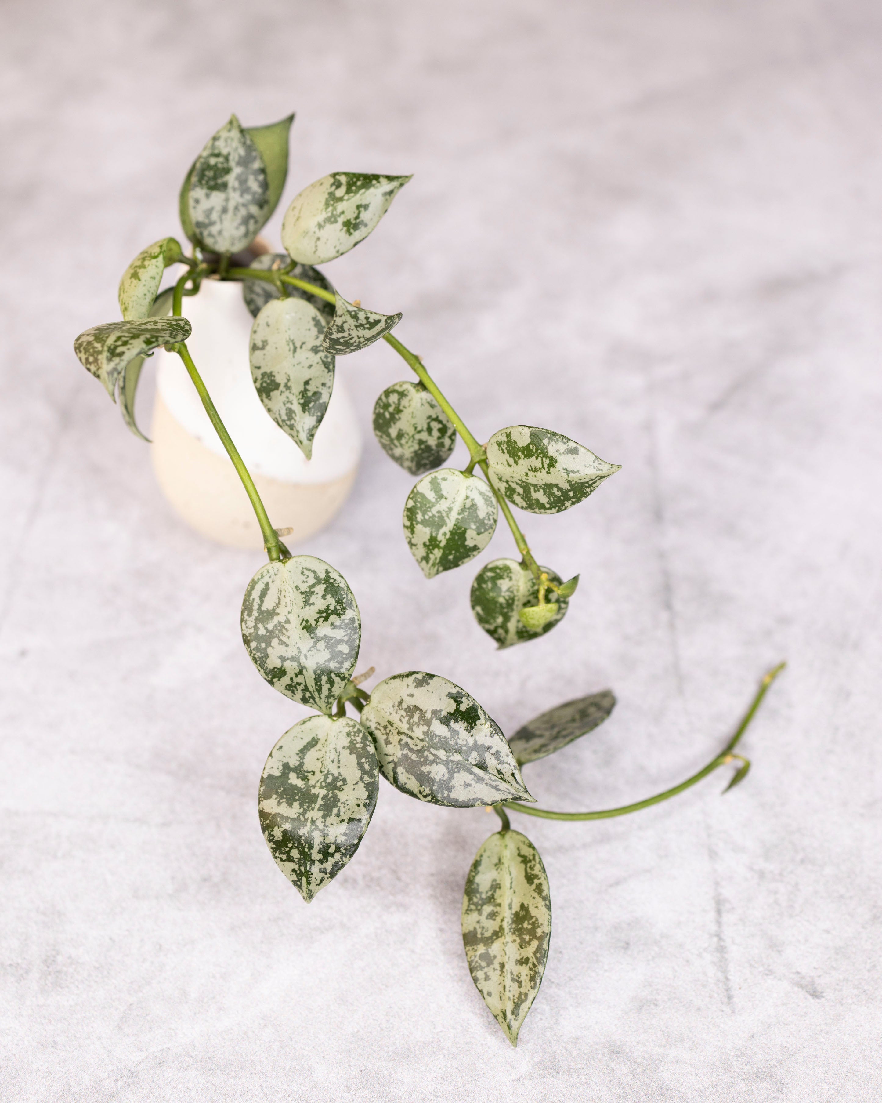 Hoya lacunosa Snow Leopard