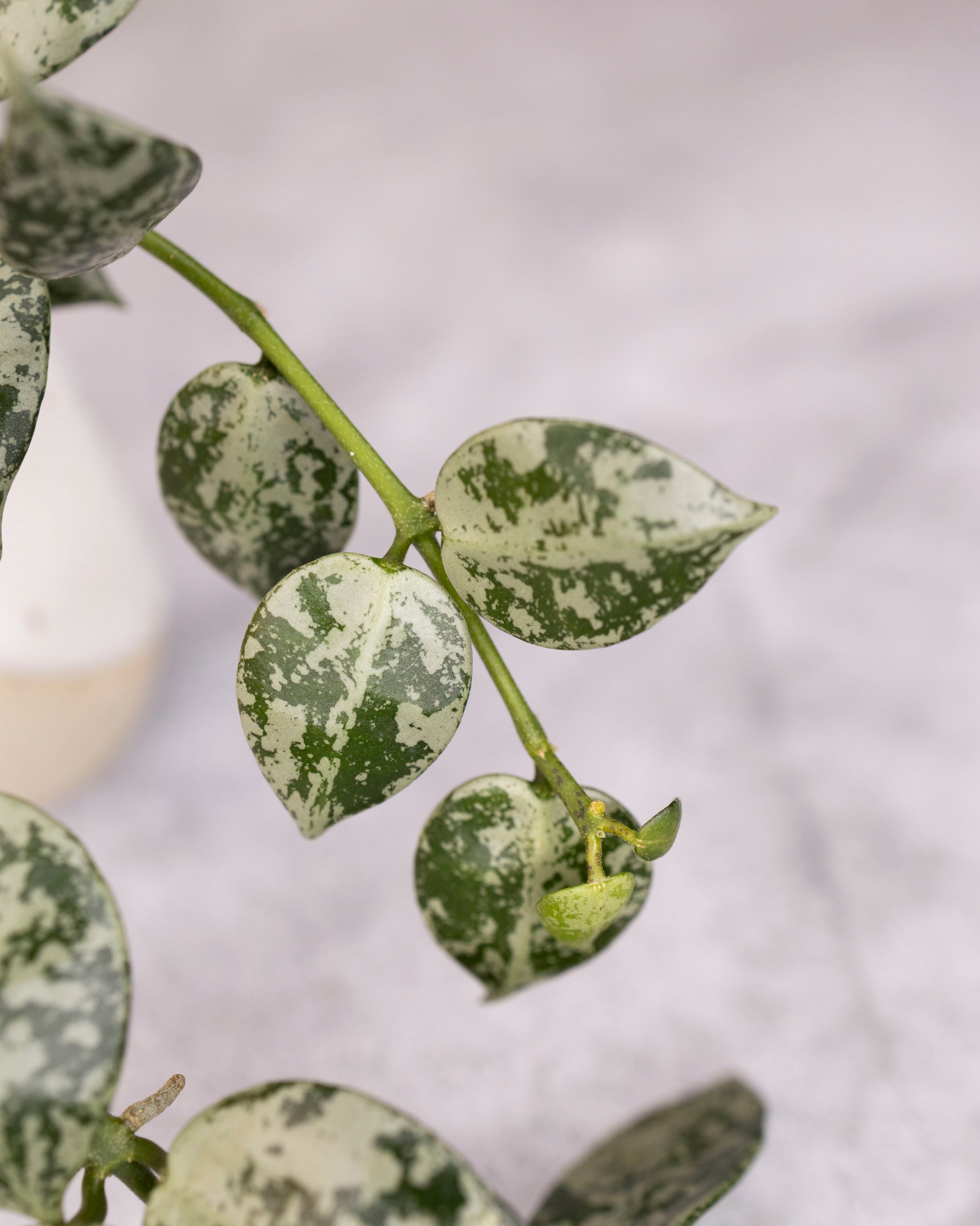 Hoya lacunosa Snow Leopard