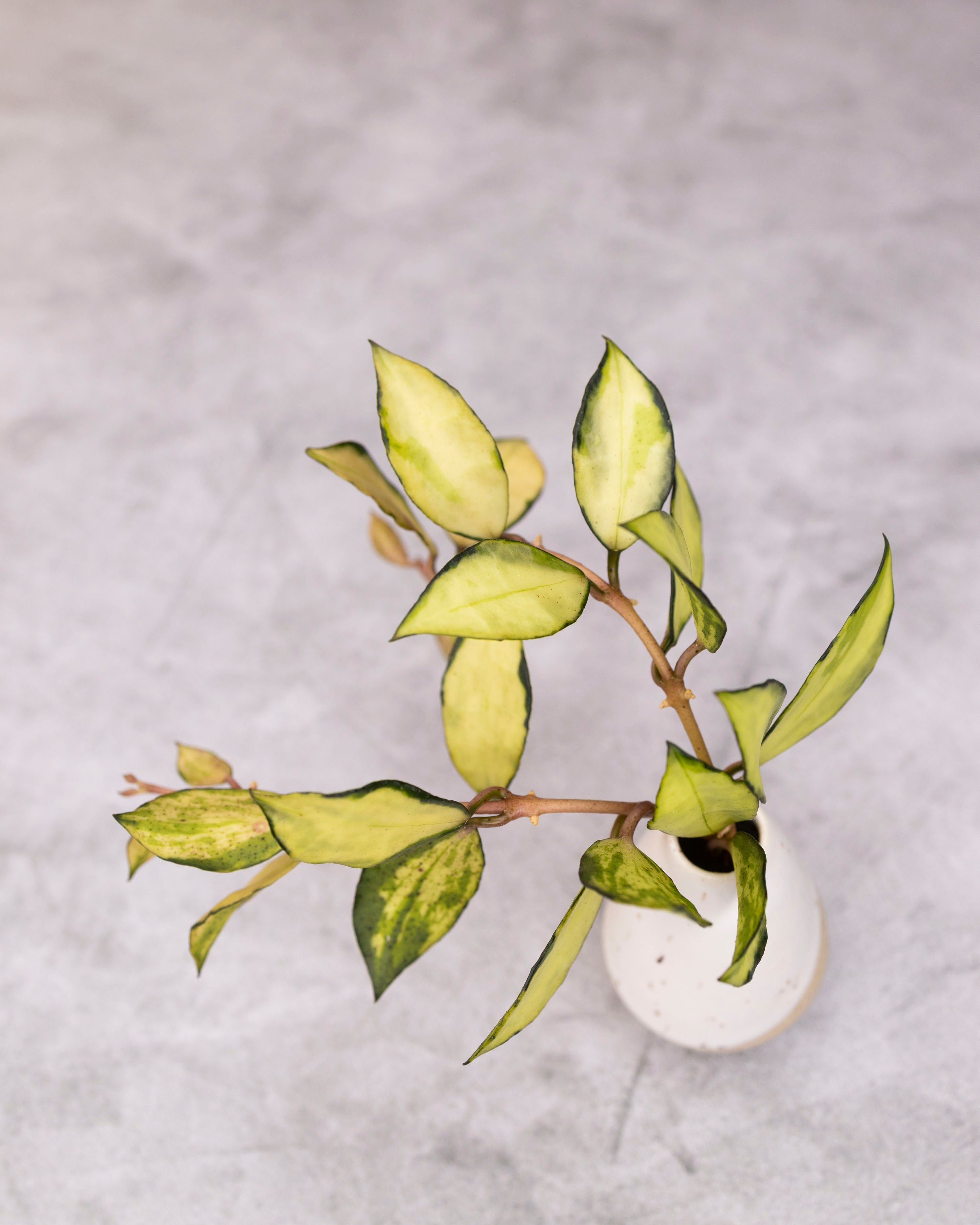 Hoya lacunosa &
