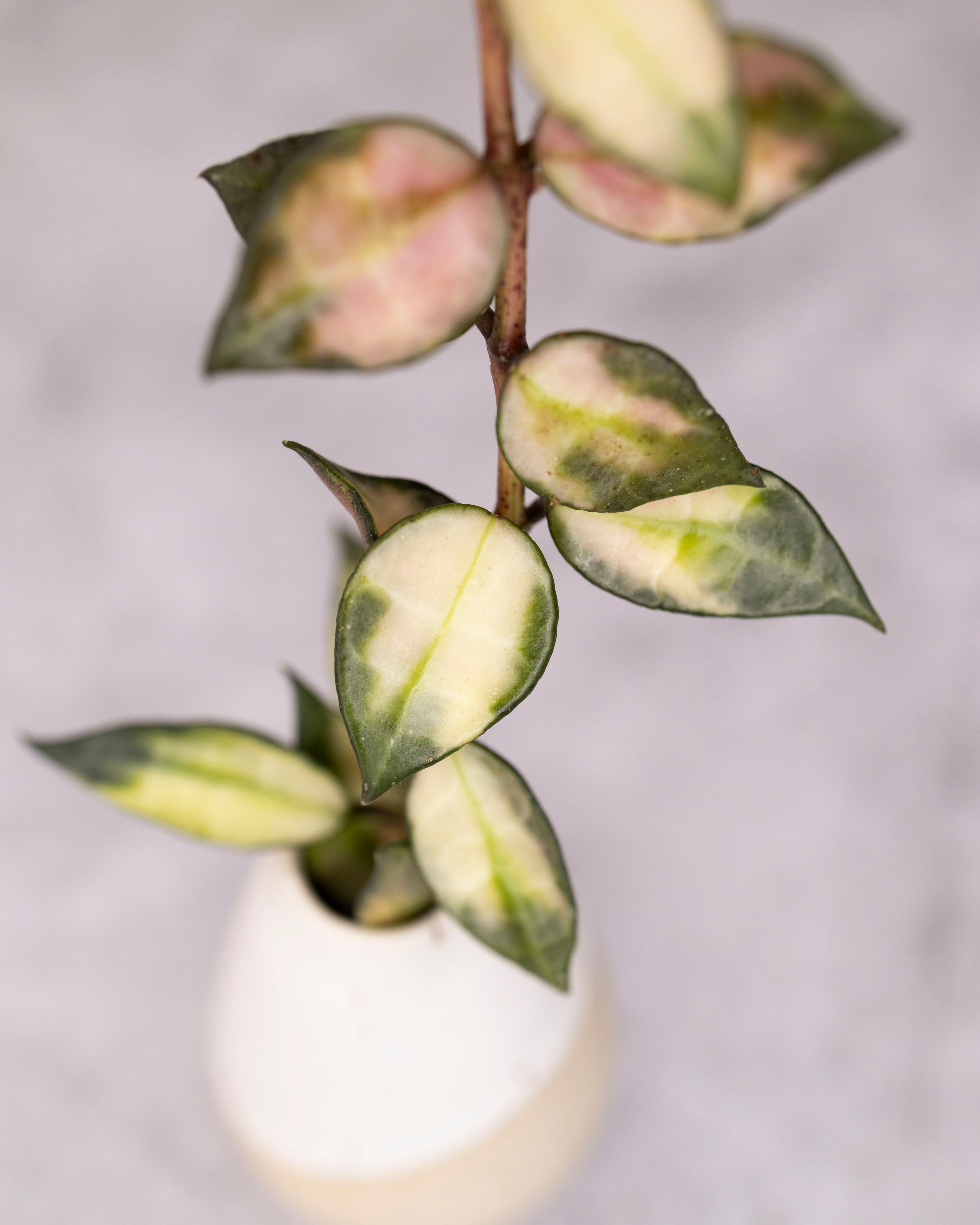 Variegated houseplant in a white pot on a light gray background
