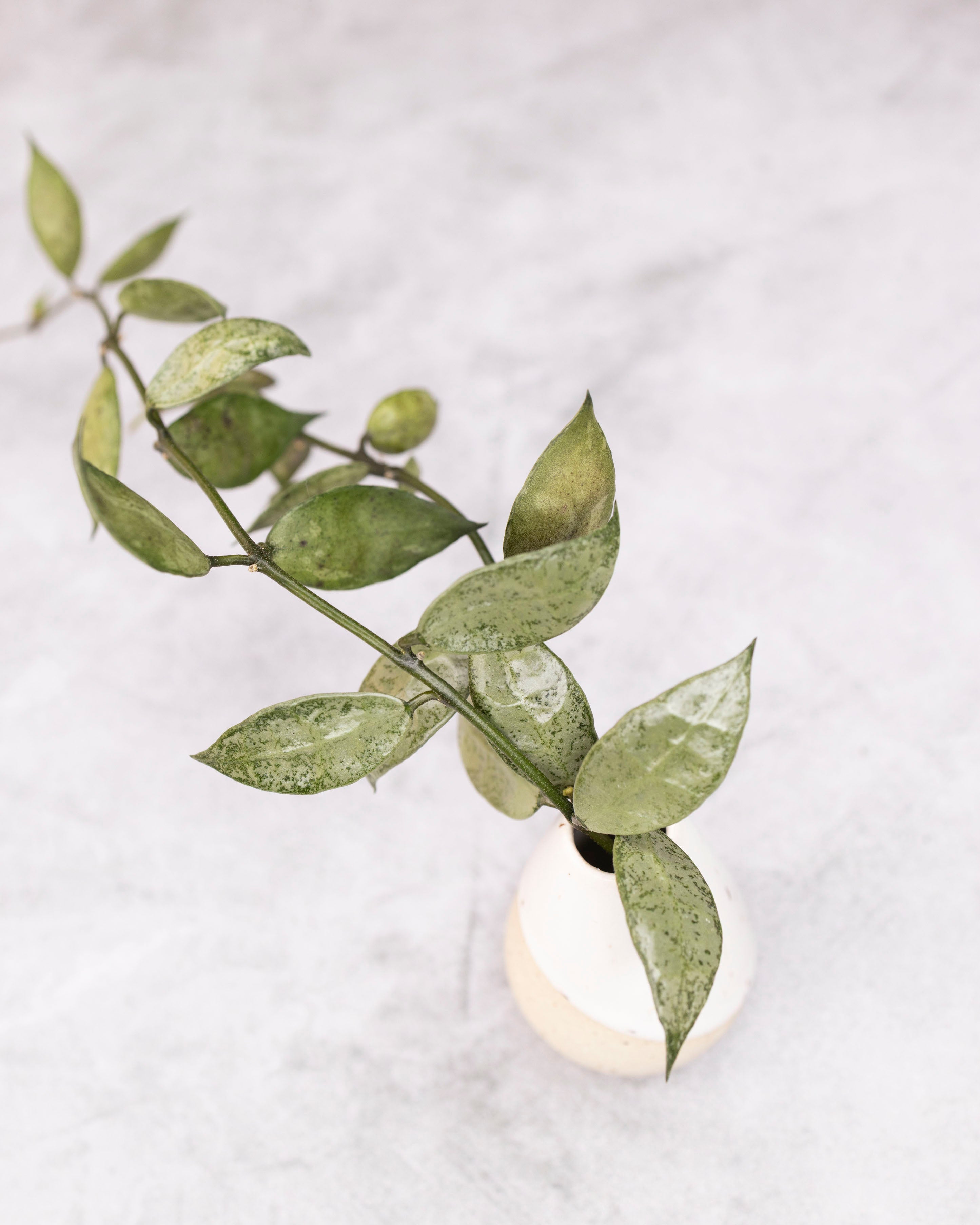 Green leafy branch in a white vase on a light gray background