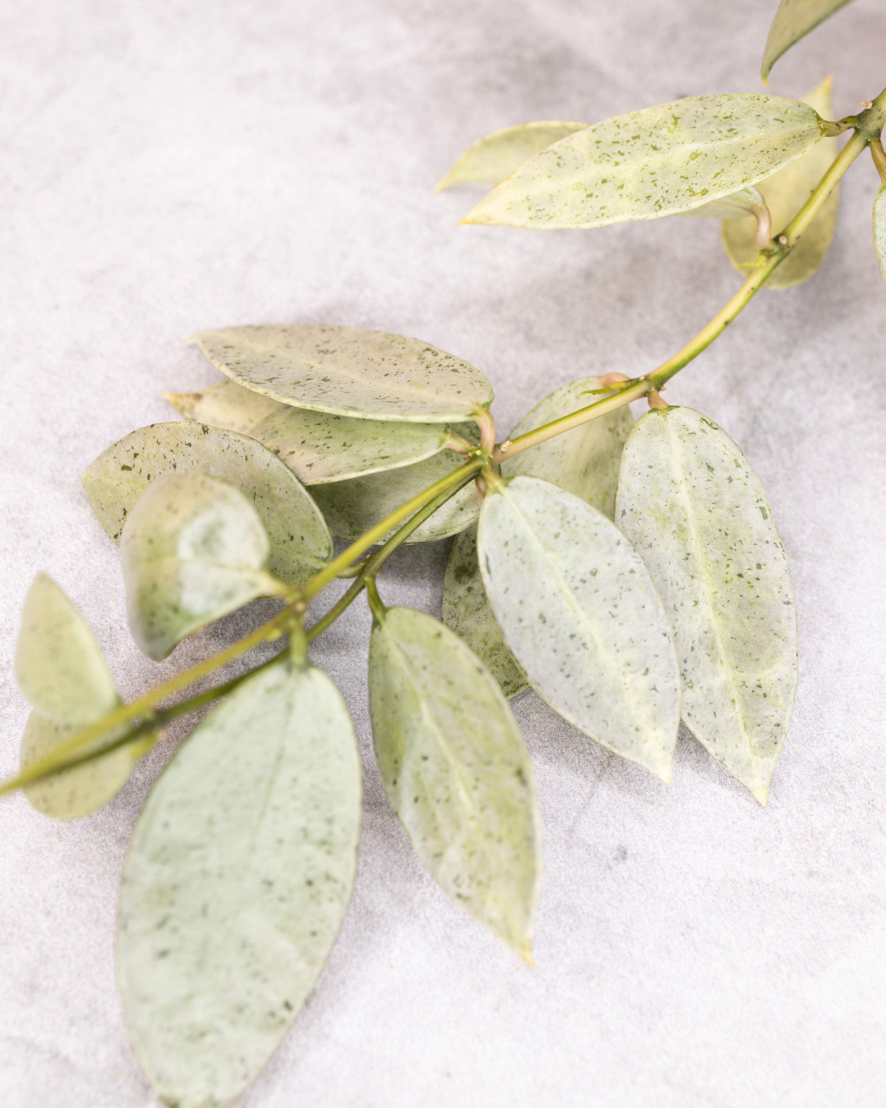 Hoya lacunosa winter pandora