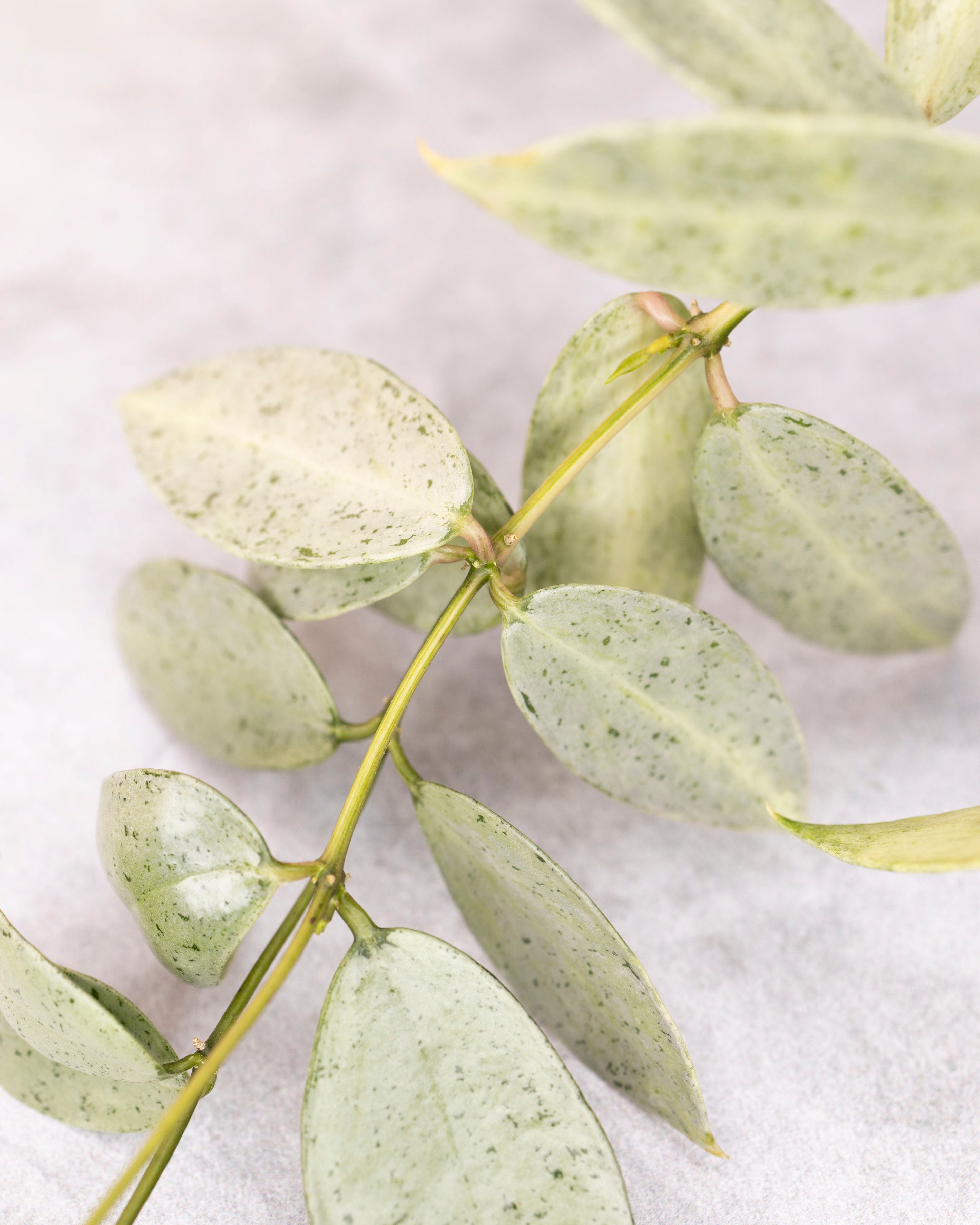 Hoya lacunosa winter pandora