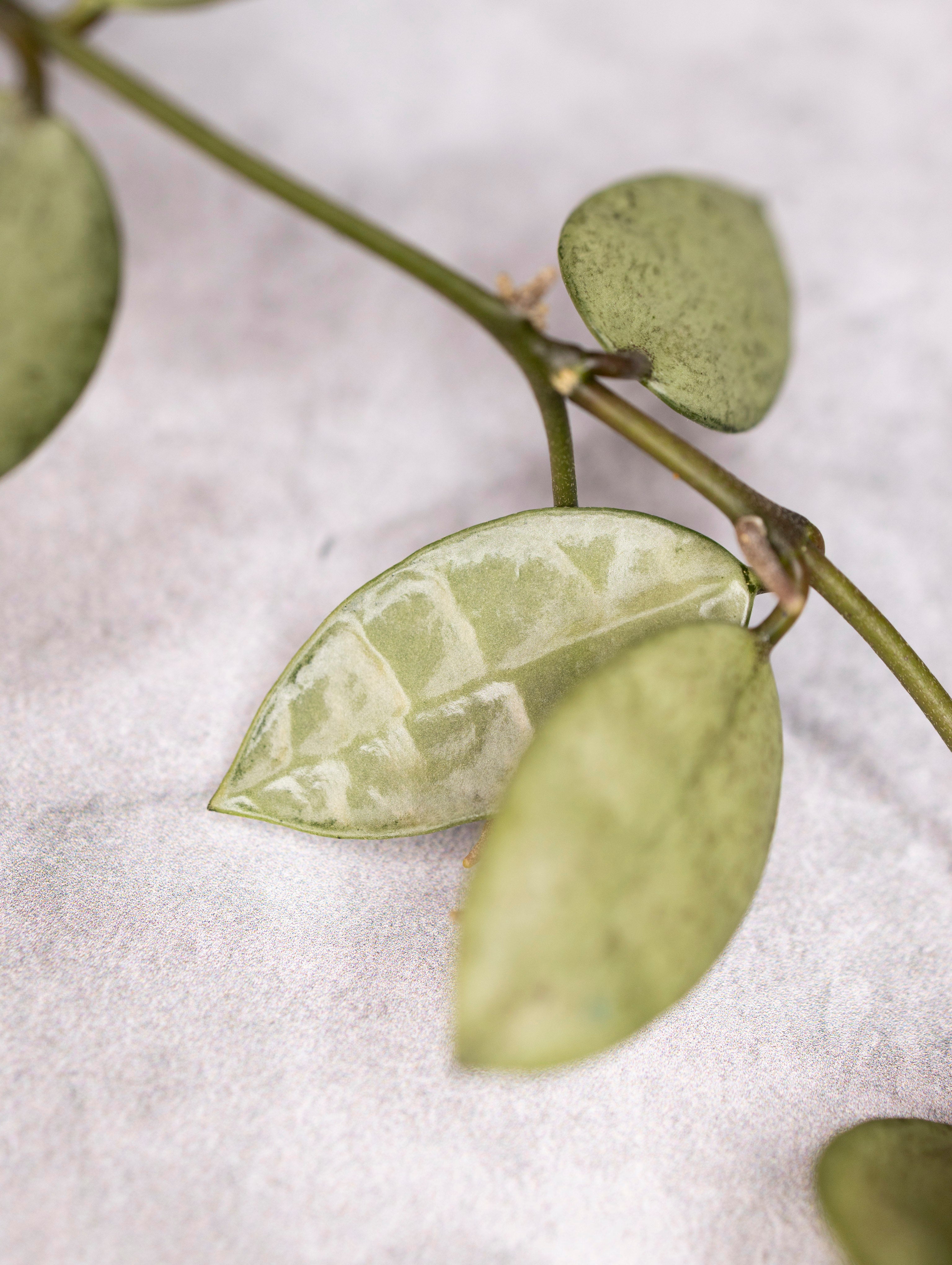 Hoya lacunosa &