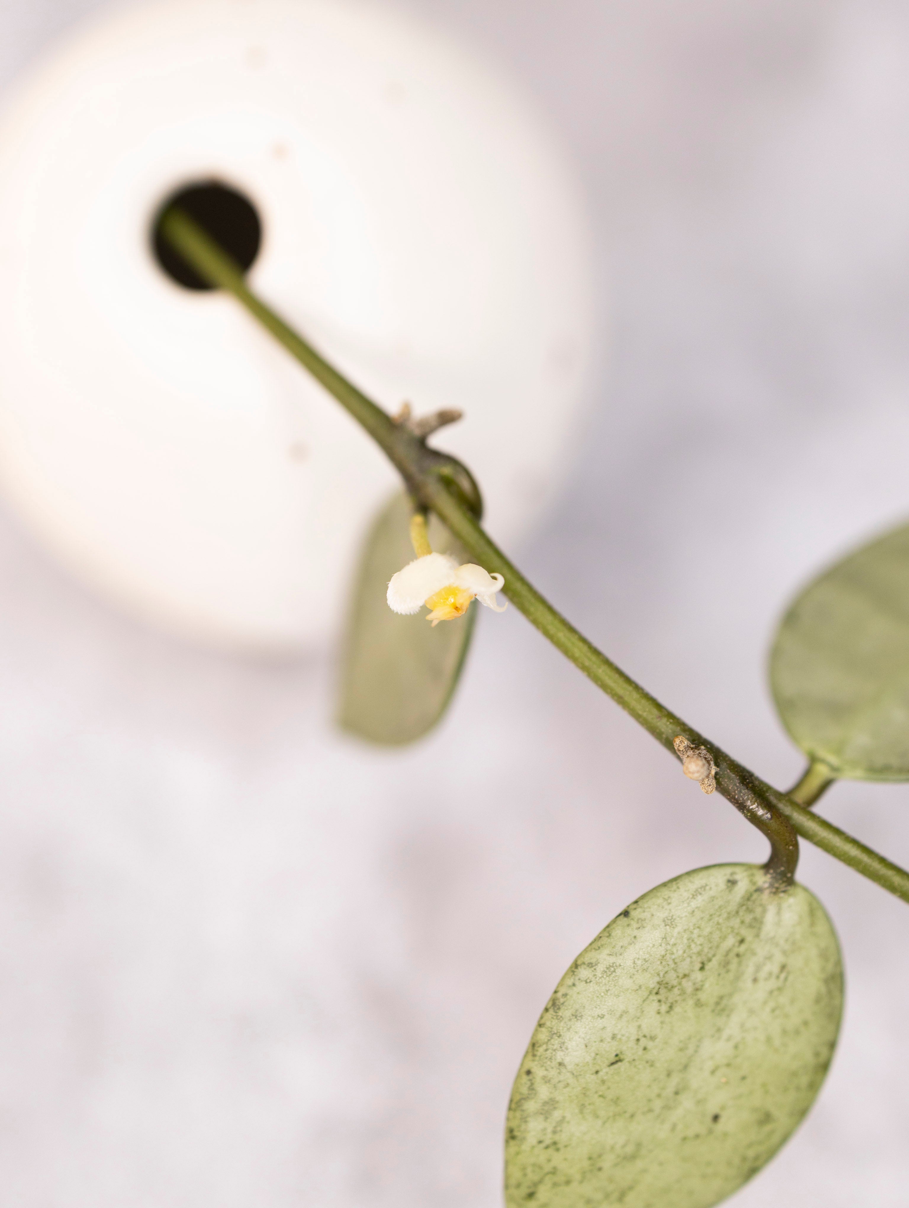 Hoya lacunosa &