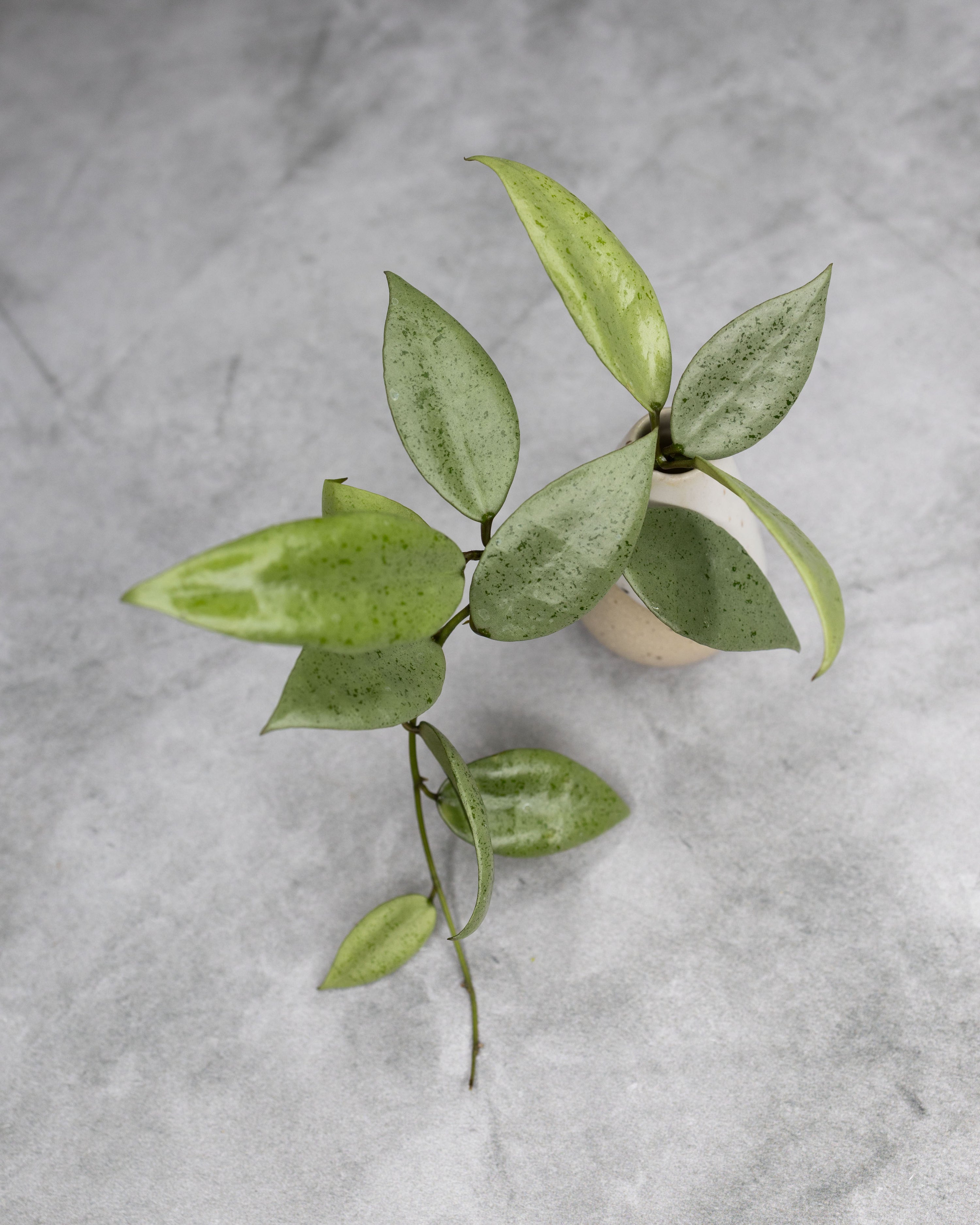 Hoya lacunosa &