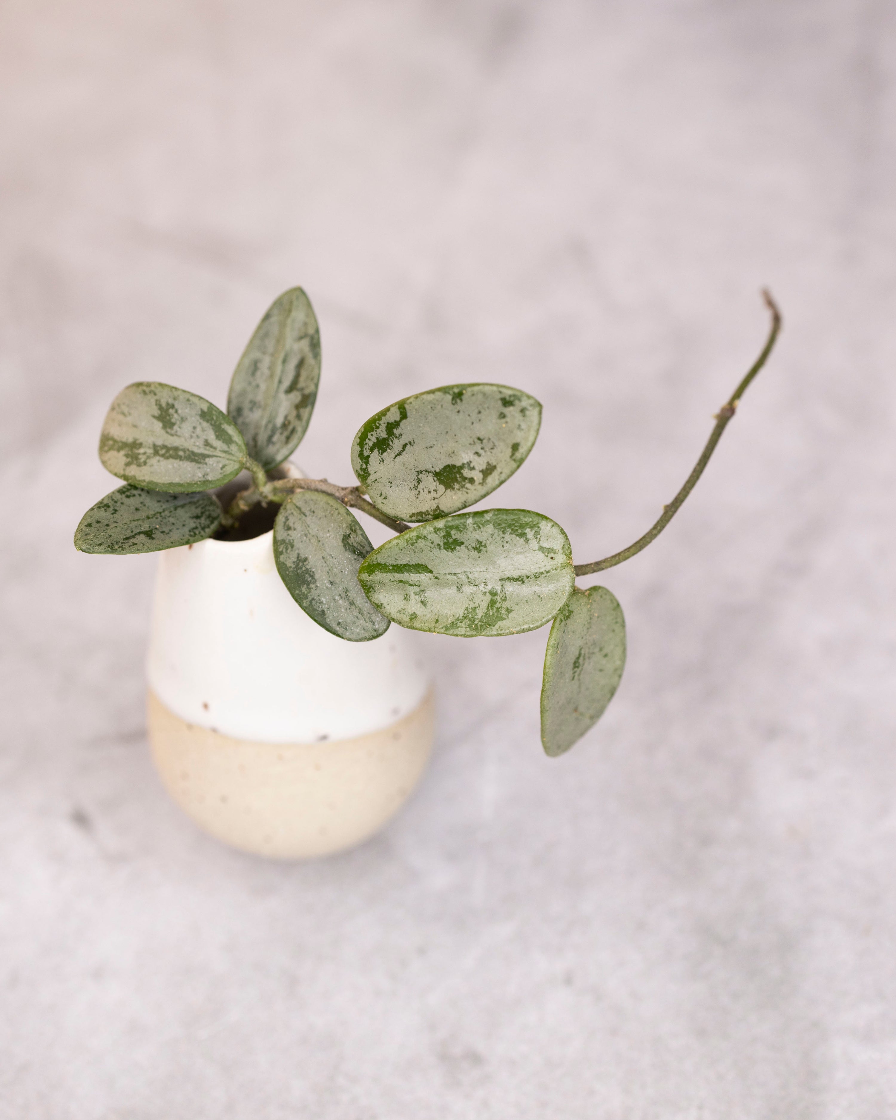 Hoya lima (Silver/Splash)