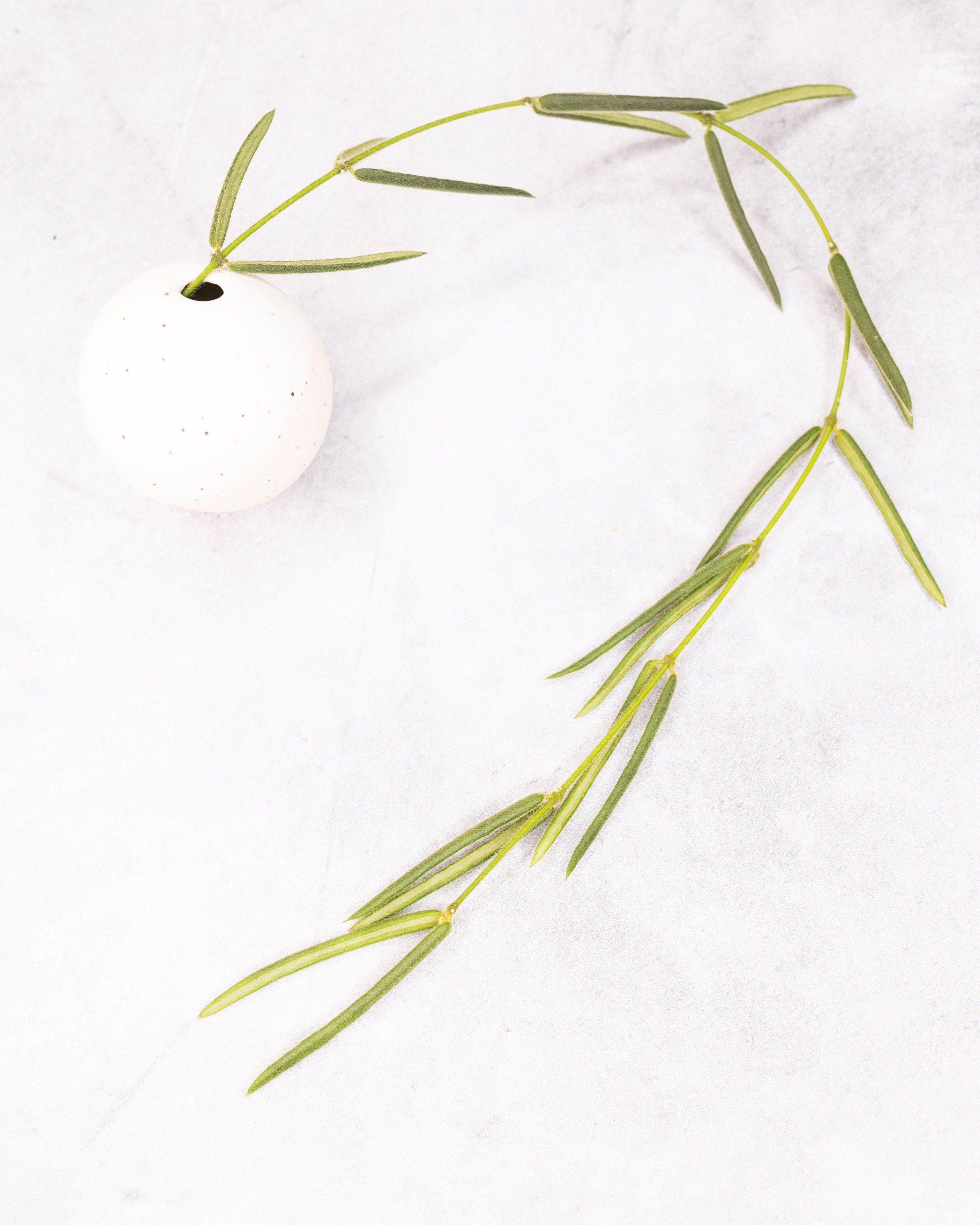 Green plant branch on a white background