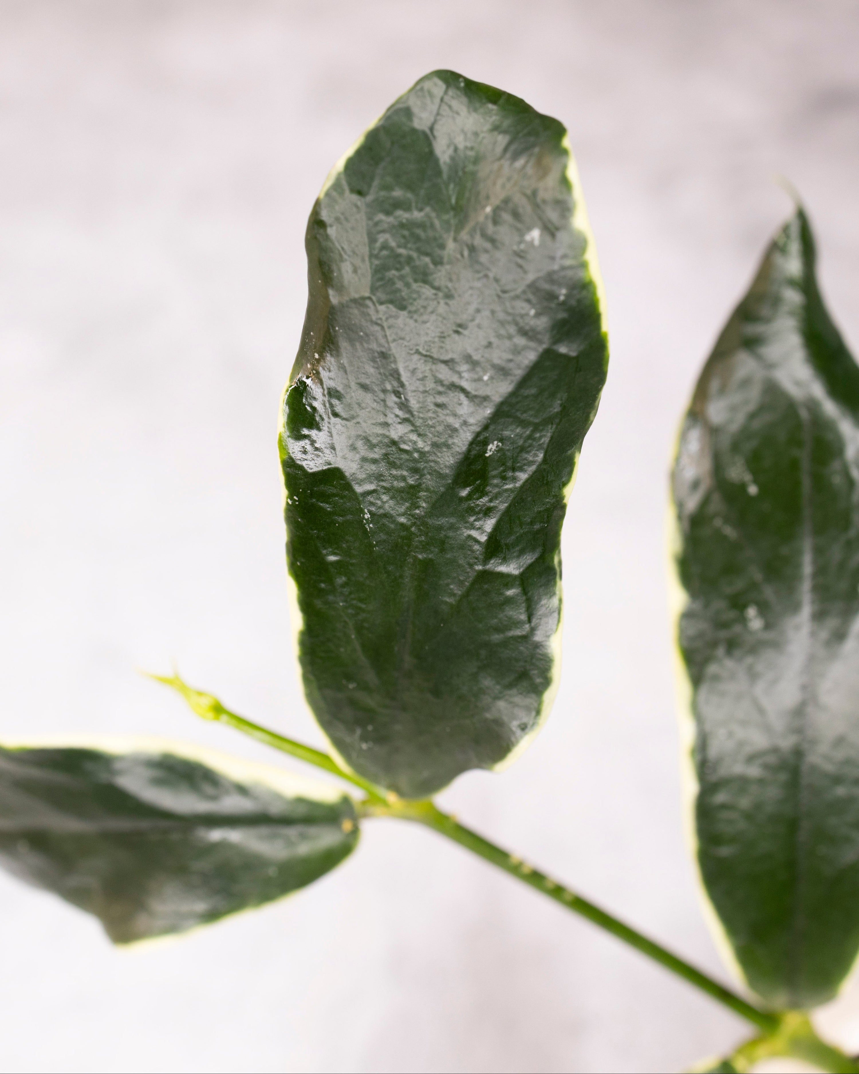 Close-up of green leaves on a blurred background