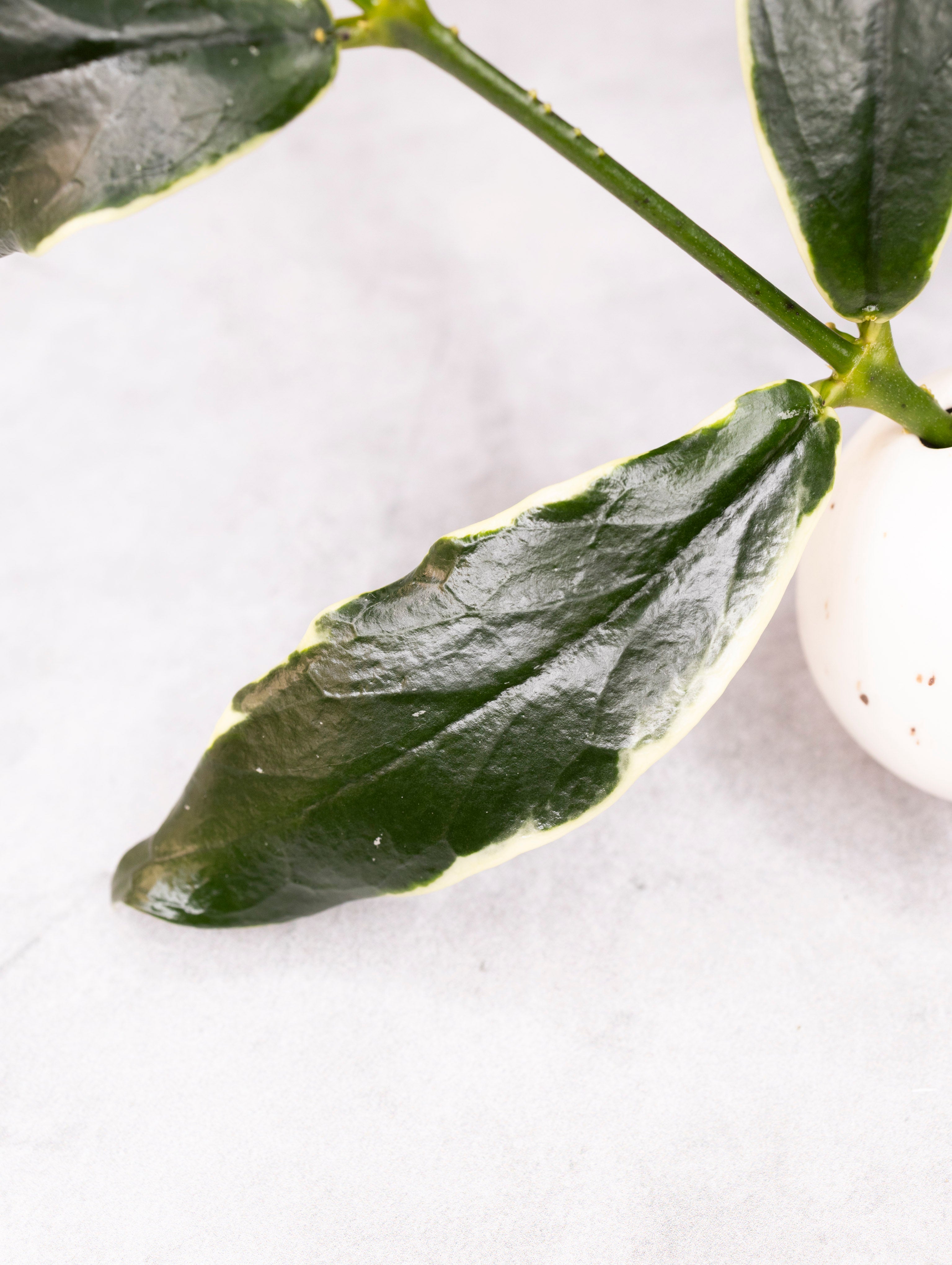 Close-up of green leaves on a white background